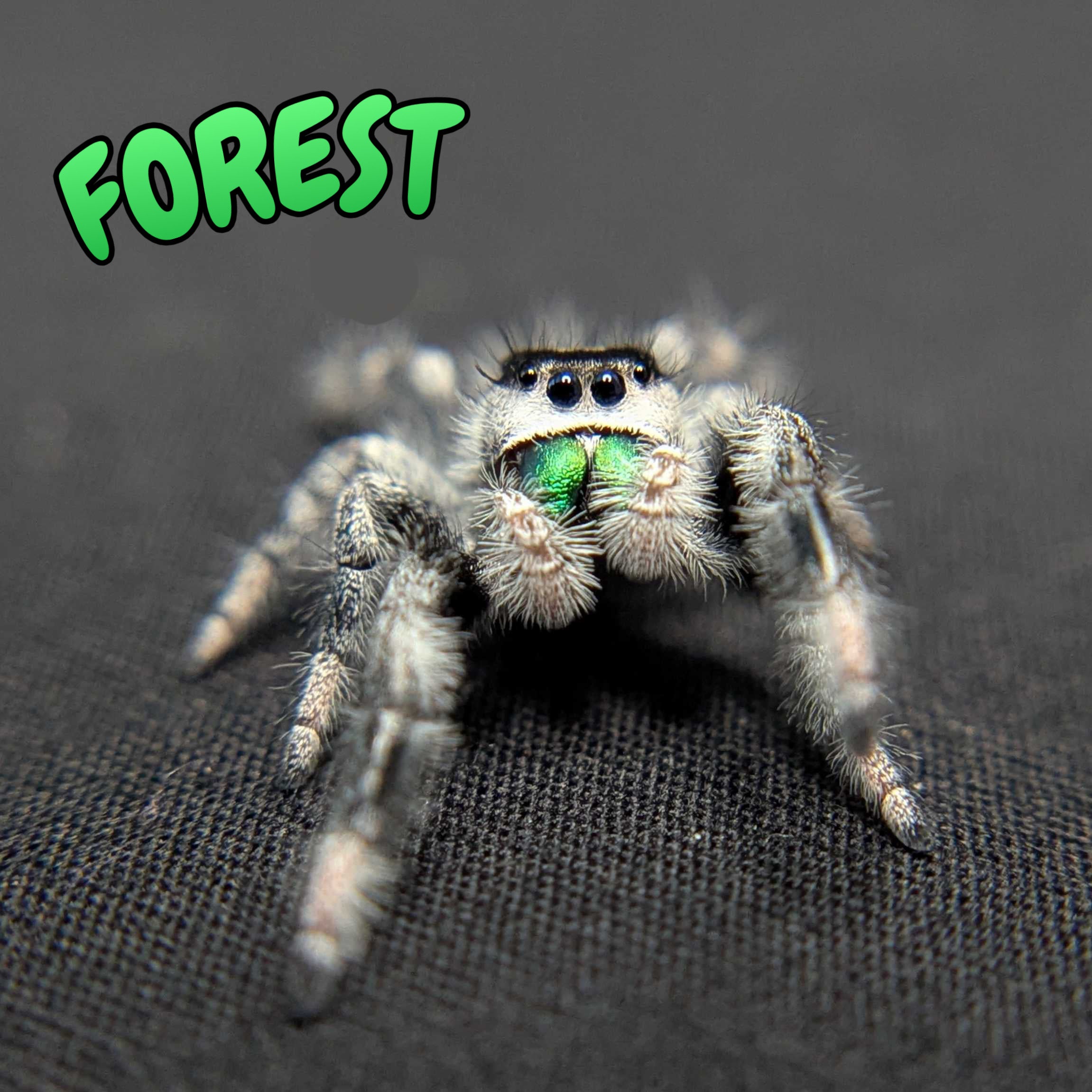 Regal Jumping Spider "Forest"