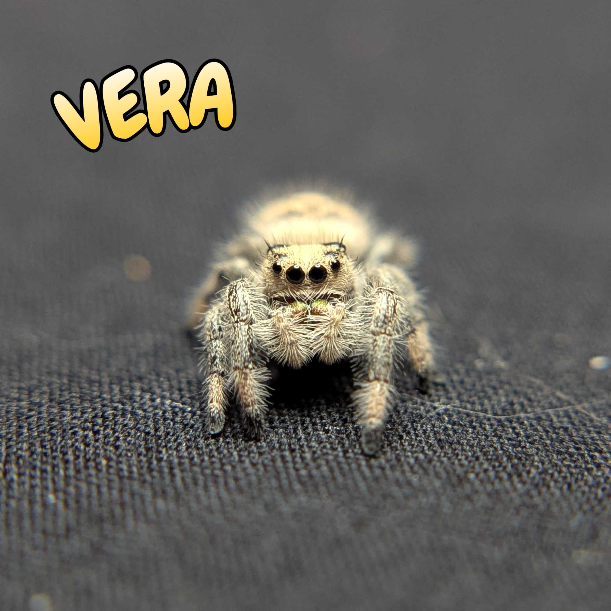 Regal Jumping Spider “Vera”