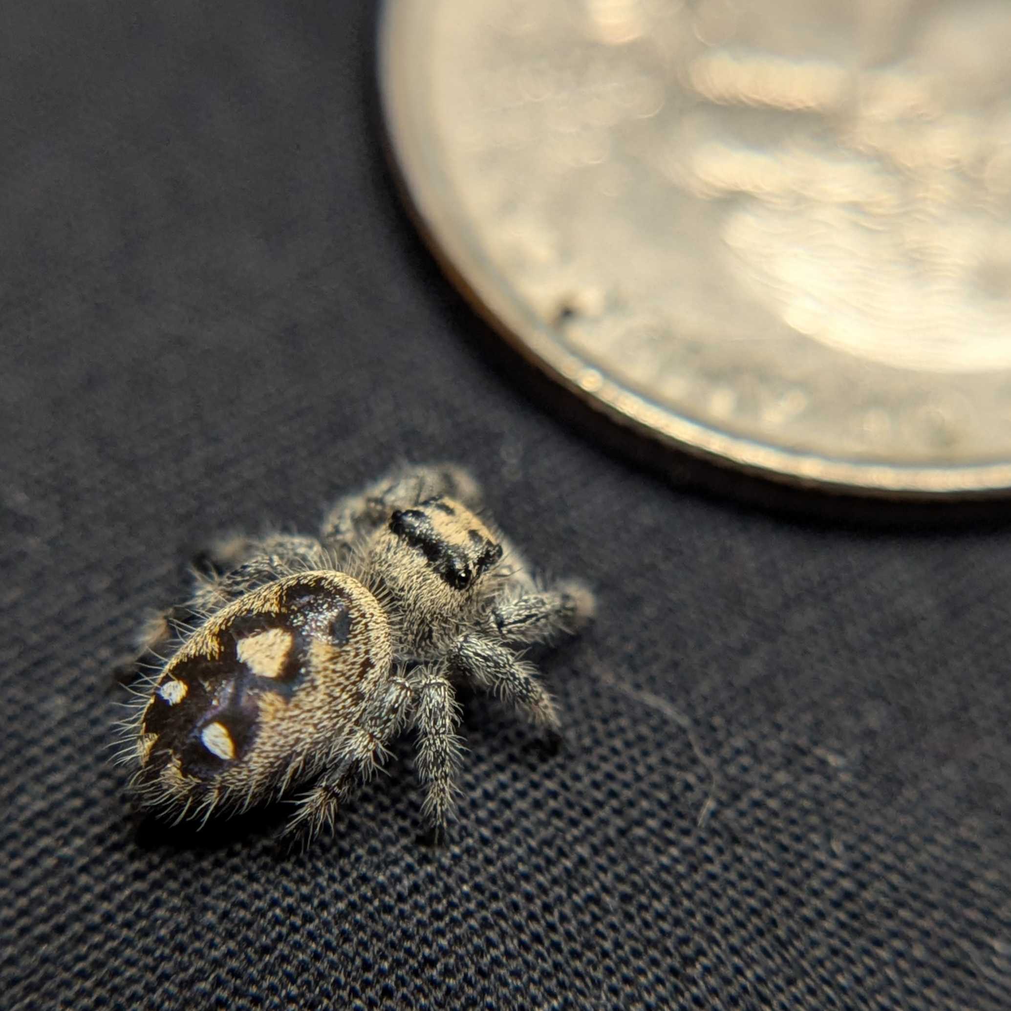 Regal Jumping Spider “Cupcake”