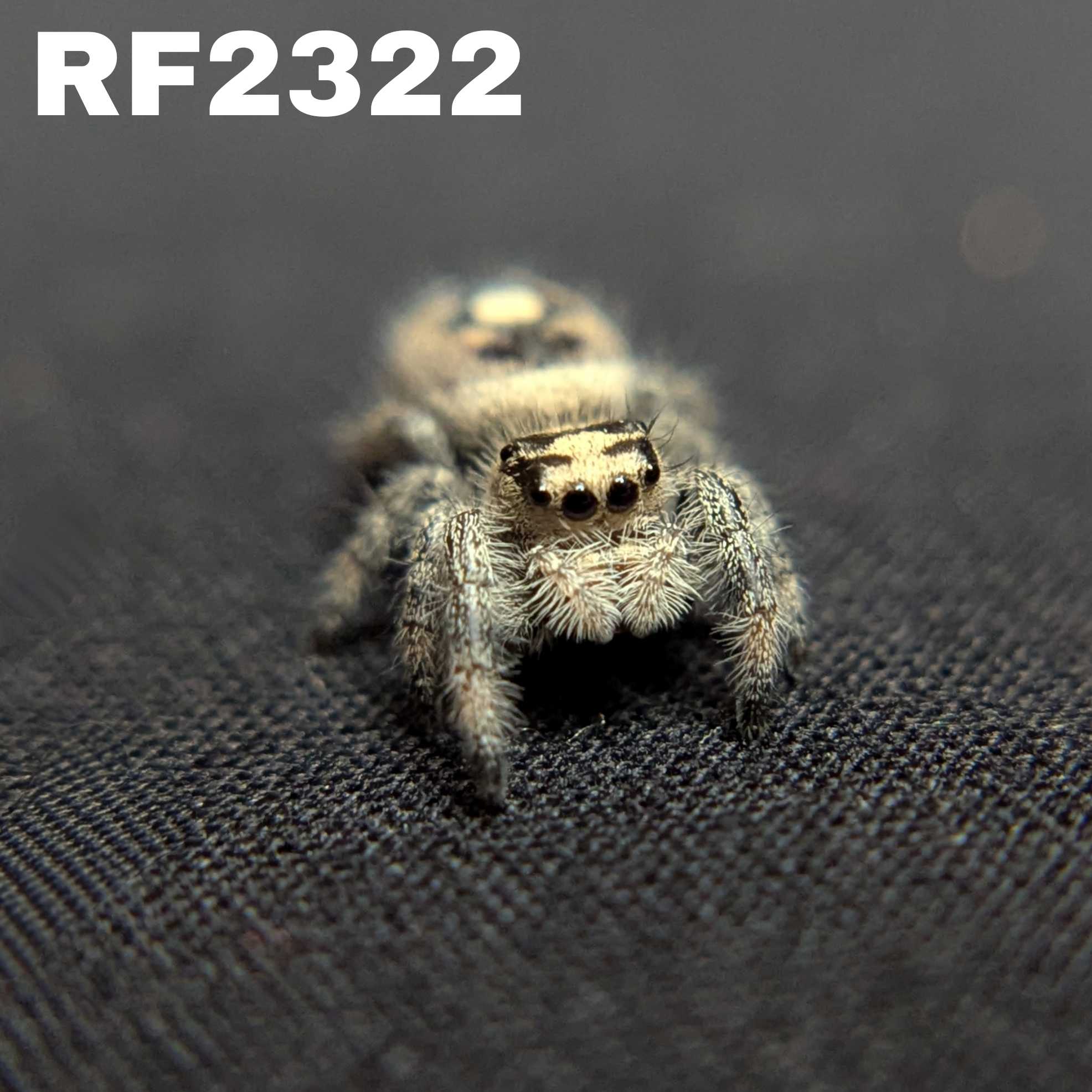 Regal Jumping Spider “Cupcake”
