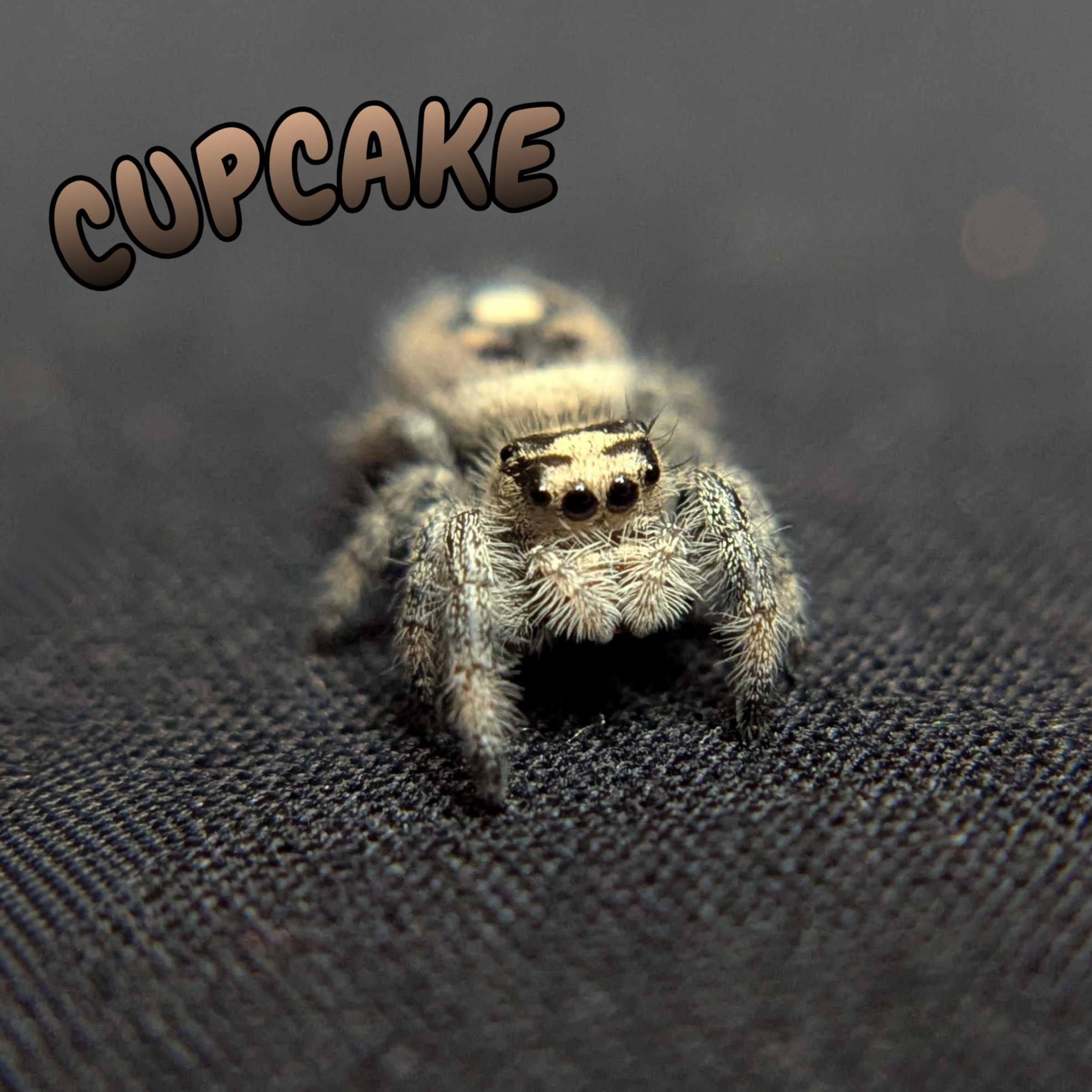 Regal Jumping Spider “Cupcake”