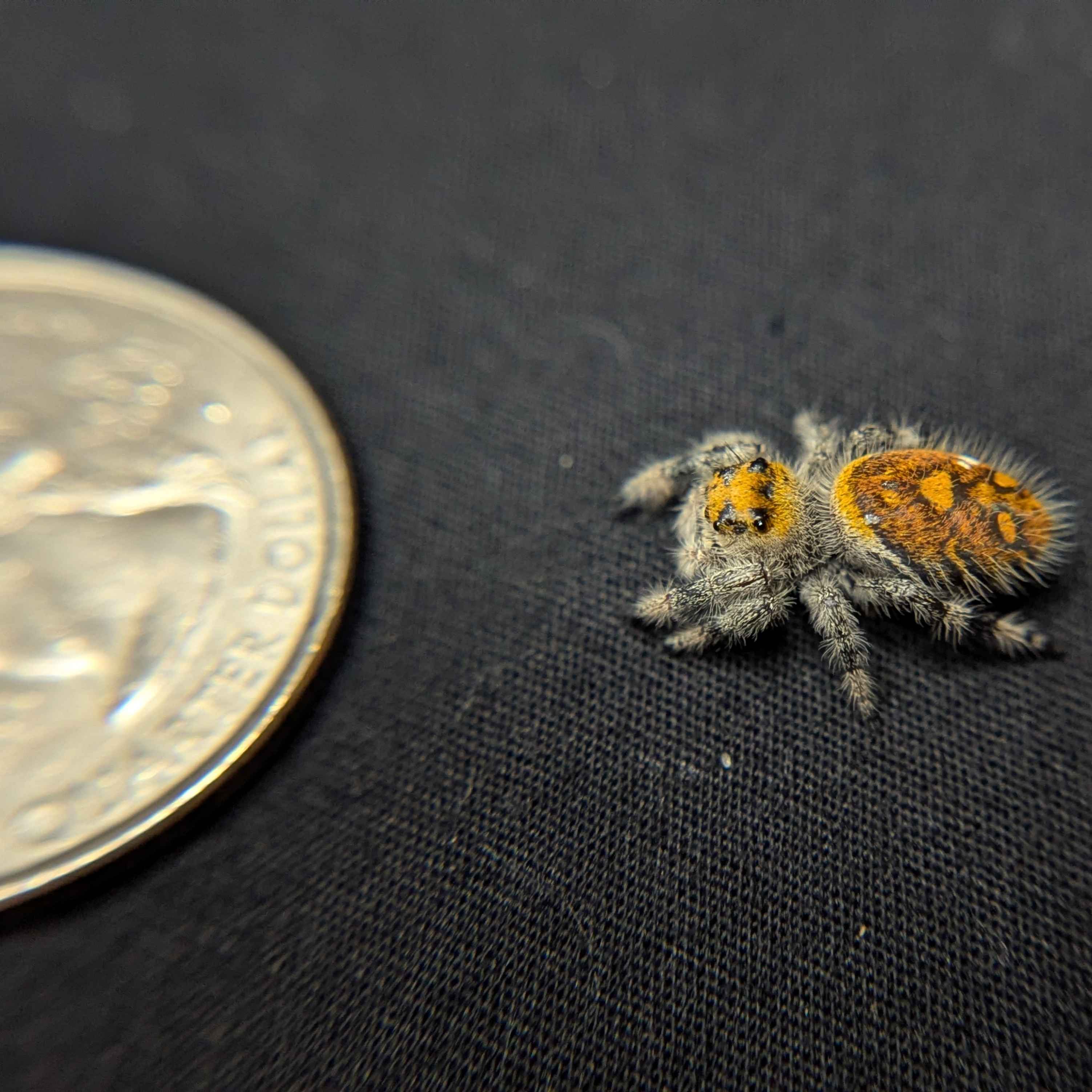Regal Jumping Spider “Fuego”