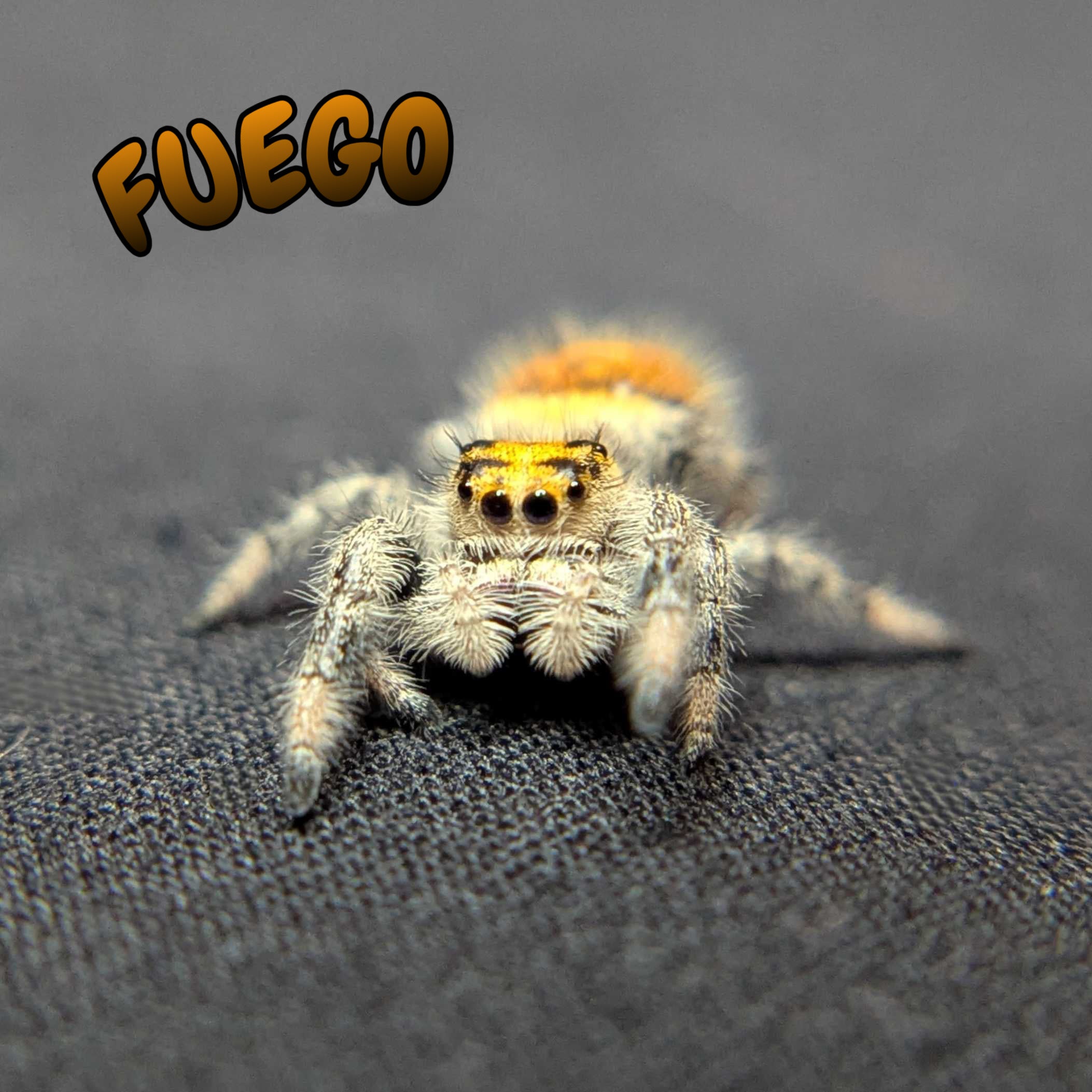 Regal Jumping Spider “Fuego”