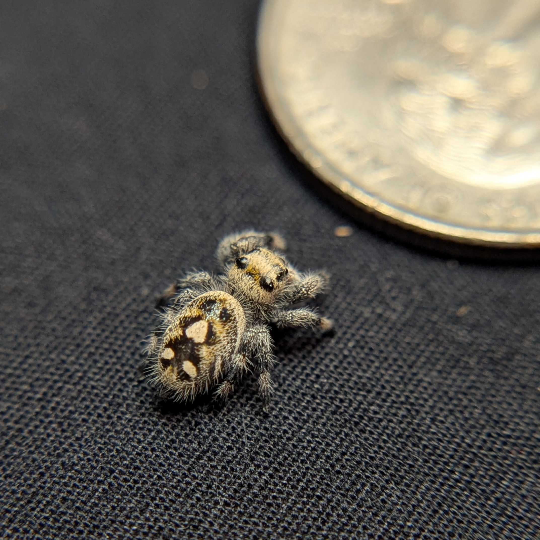 Regal Jumping Spider "Pinecone"