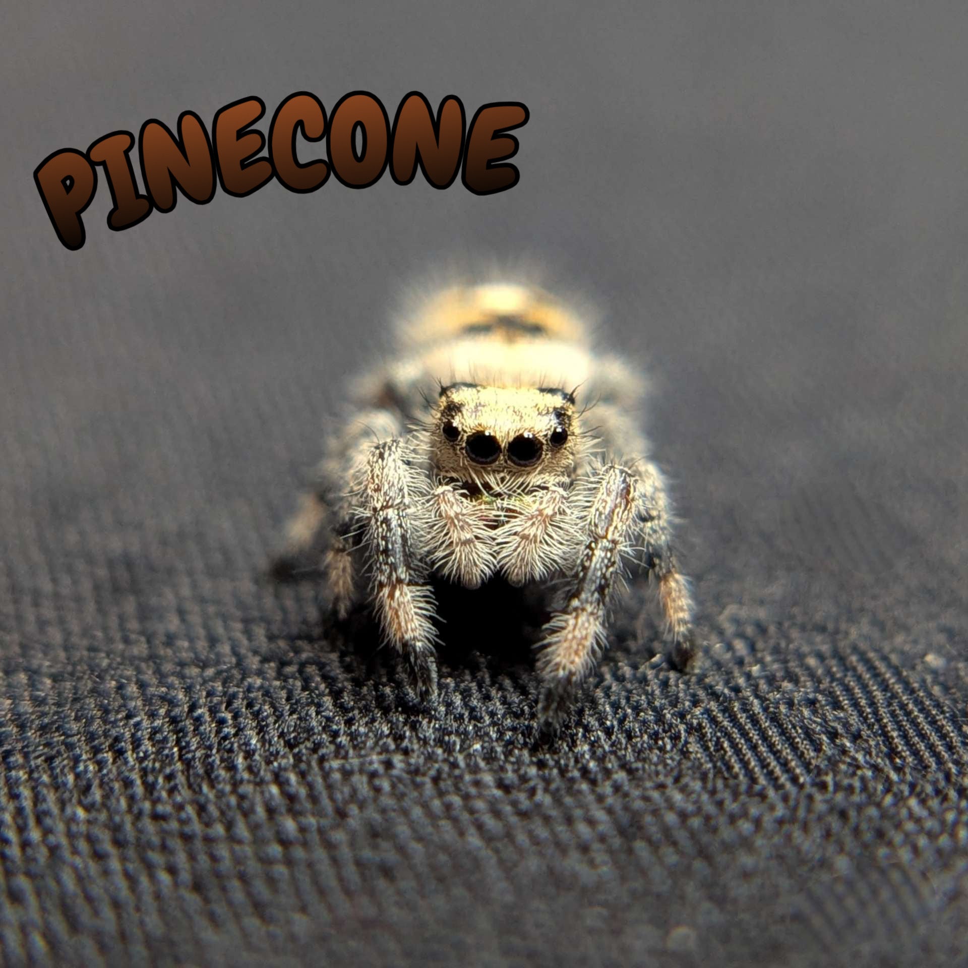 Regal Jumping Spider "Pinecone"
