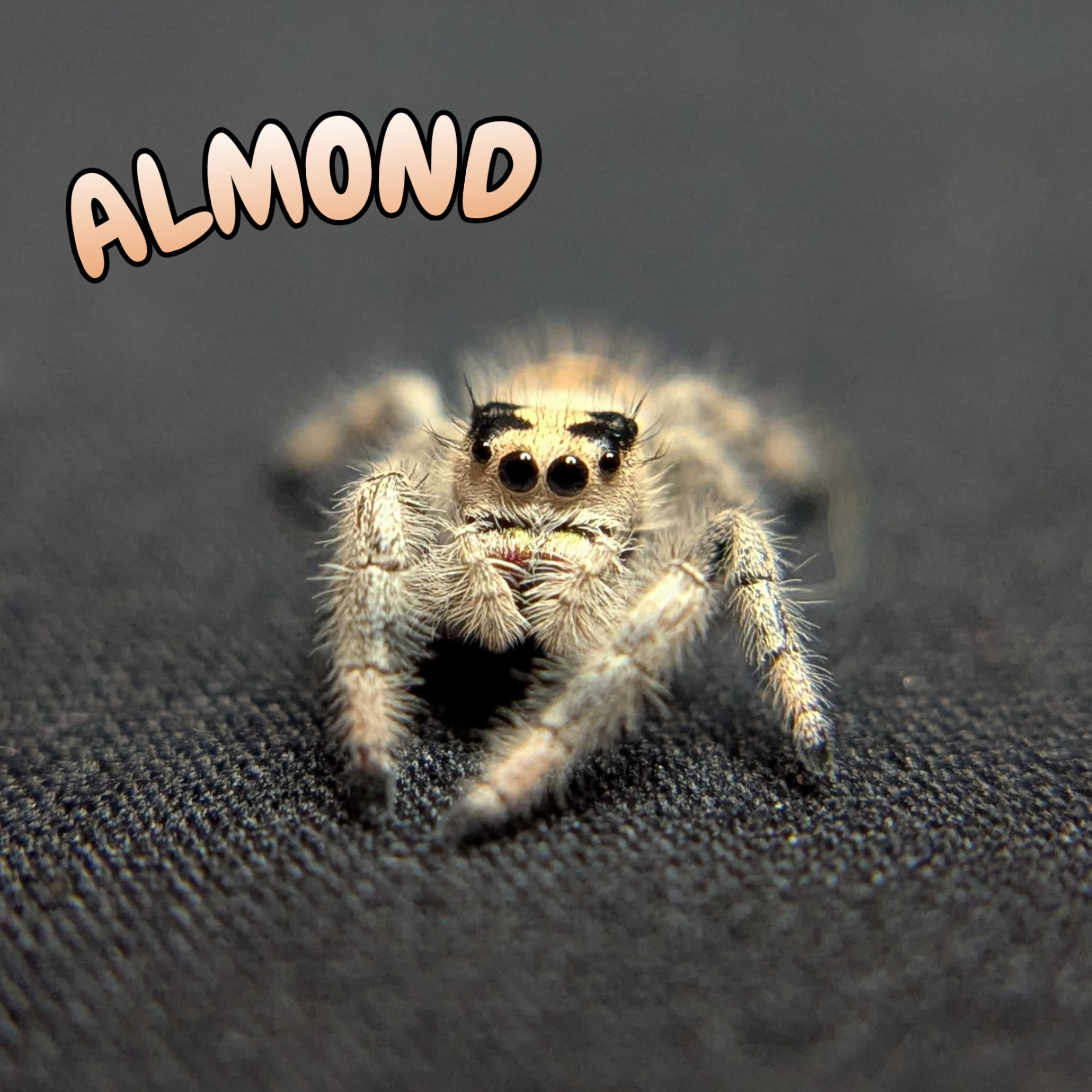 Regal Jumping Spider "Almond"