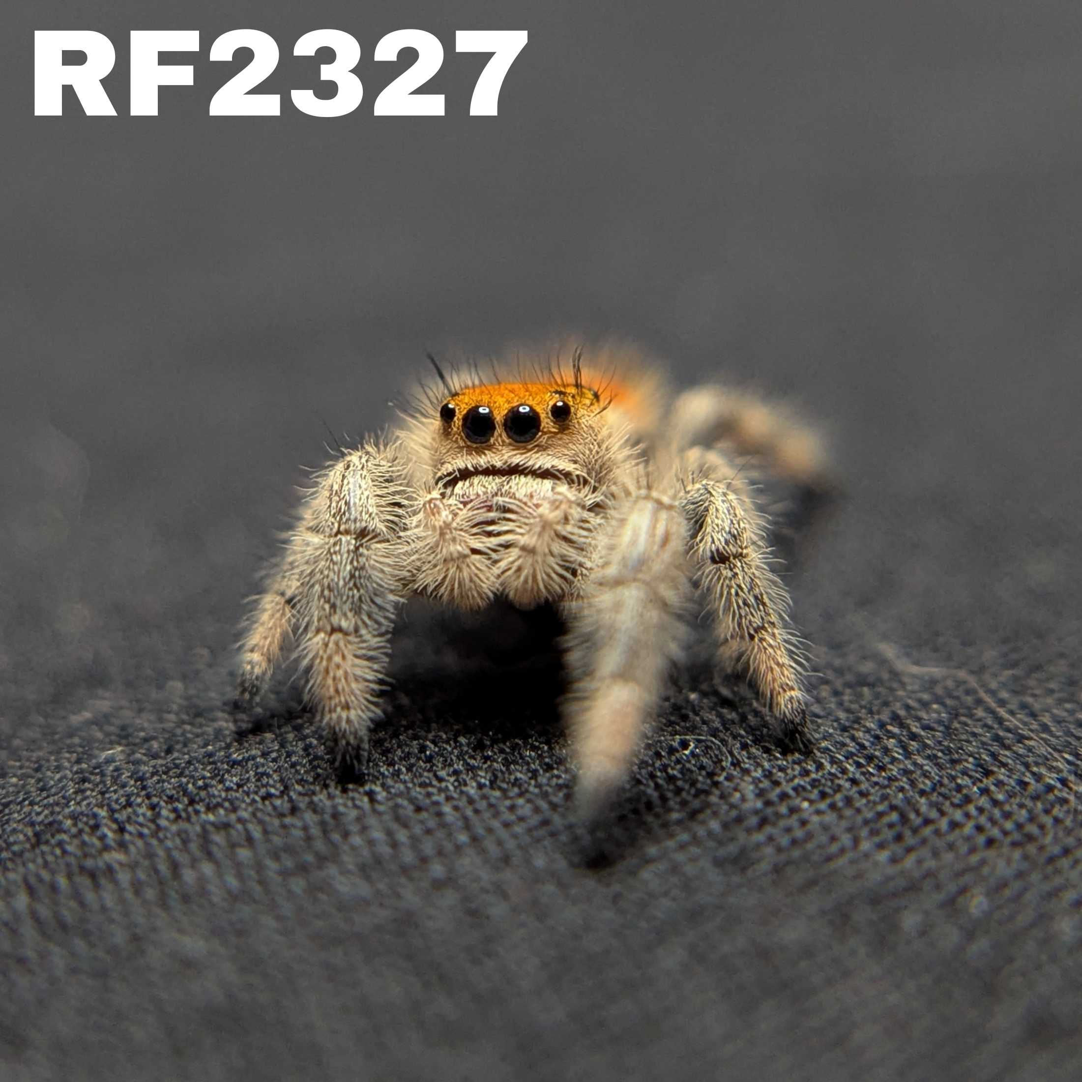 Regal Jumping Spider "Orange"