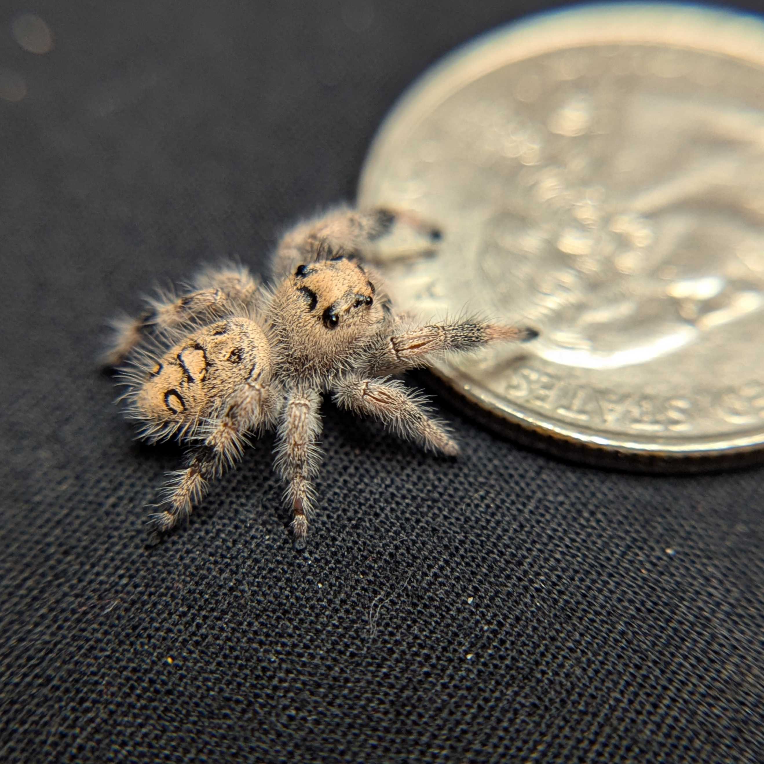 Regal Jumping Spider "Cream"