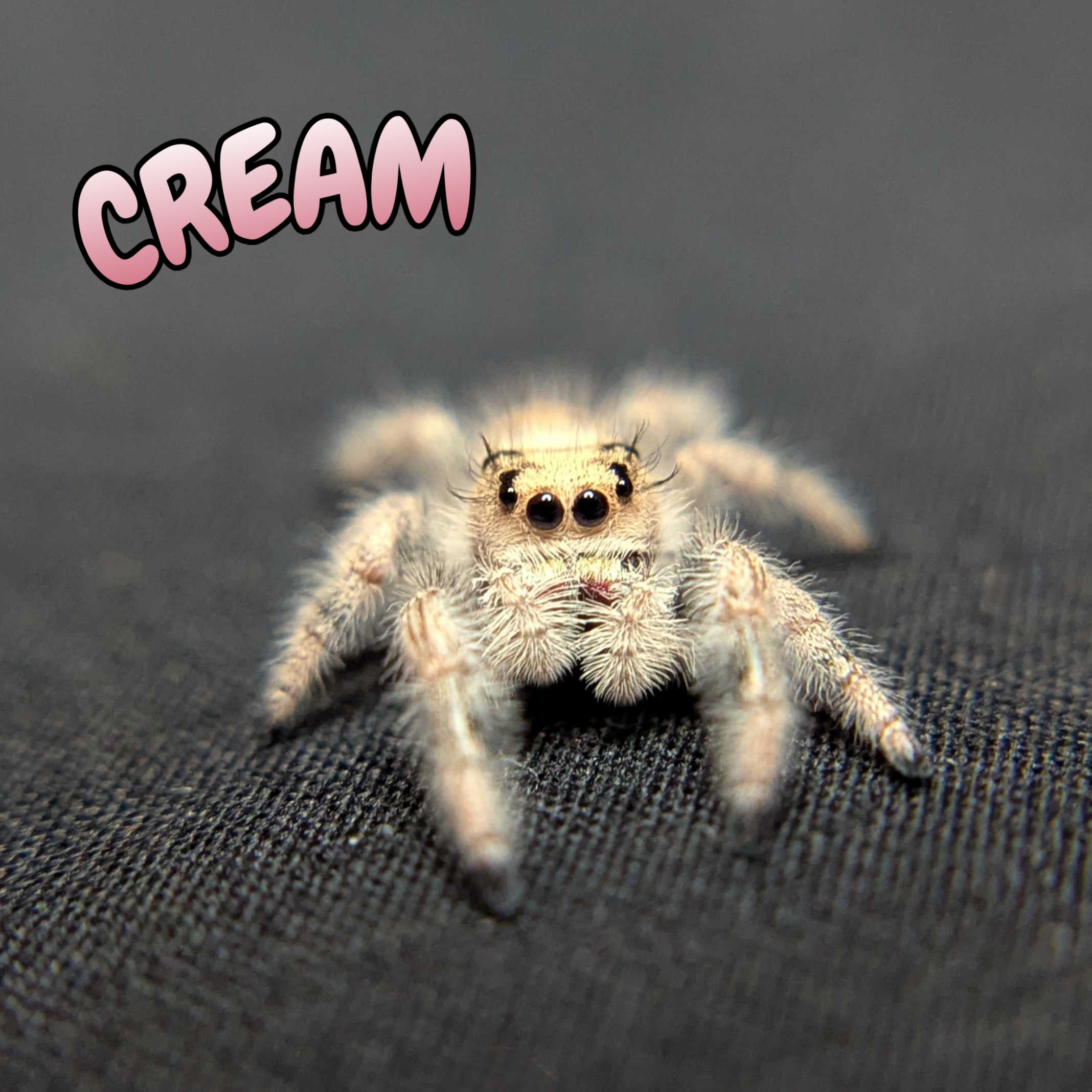 Regal Jumping Spider "Cream"
