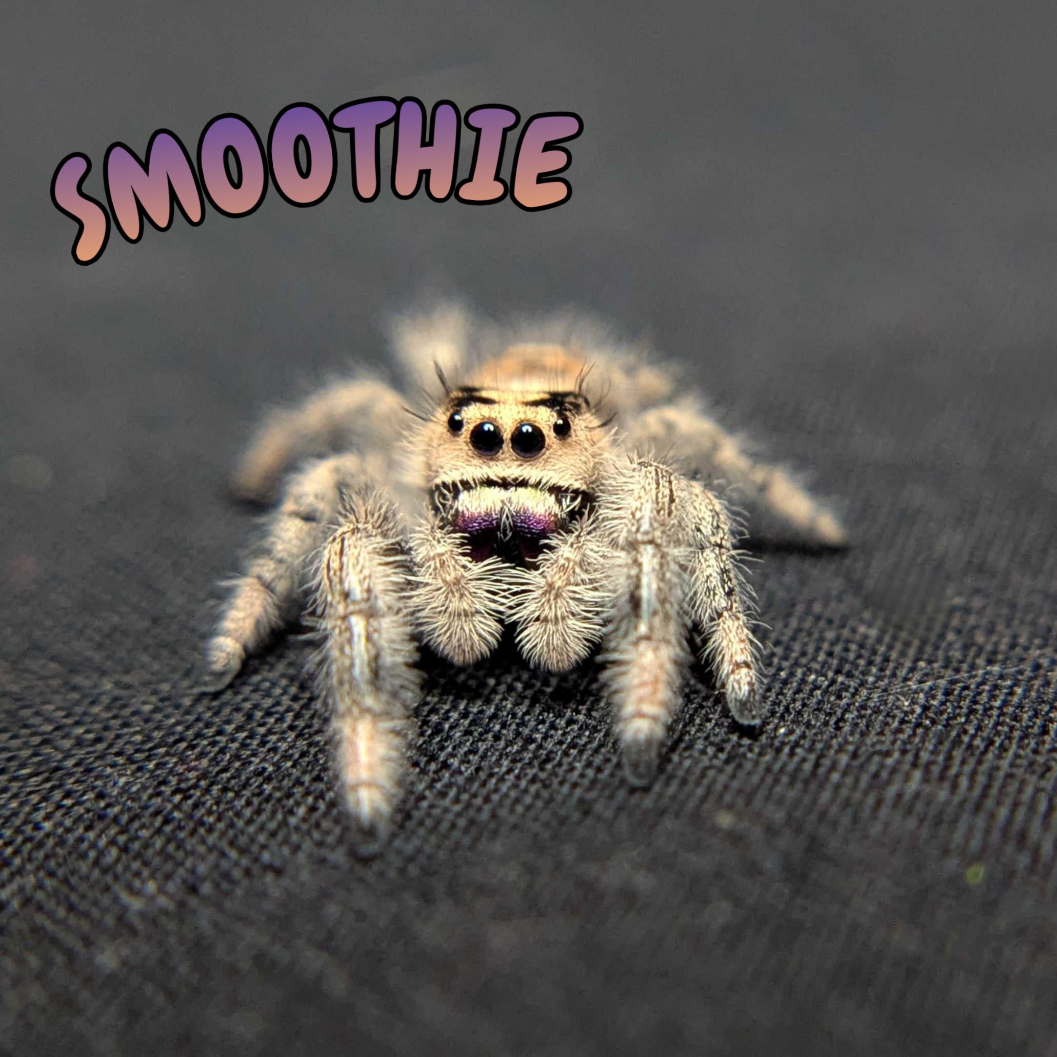 Regal Jumping Spider "Smoothie"