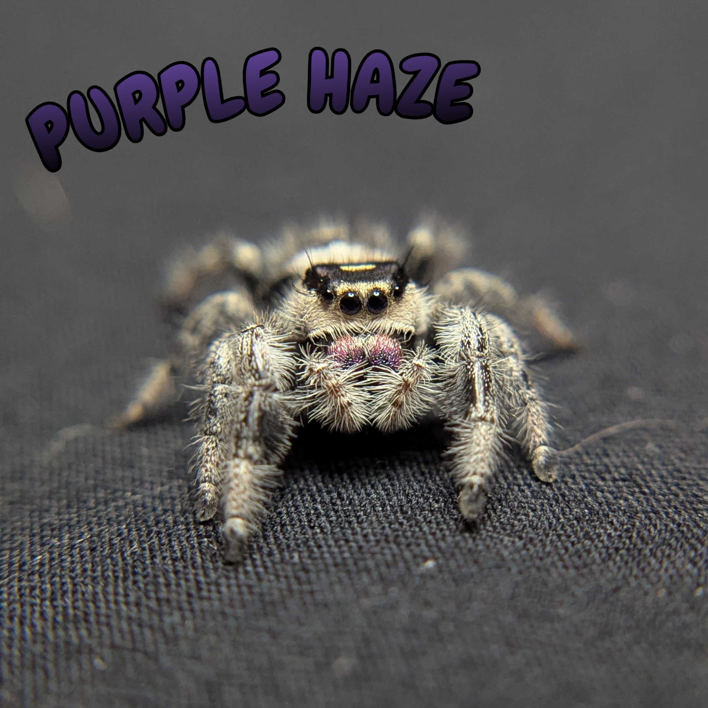 Regal Jumping Spider "Purple Haze"