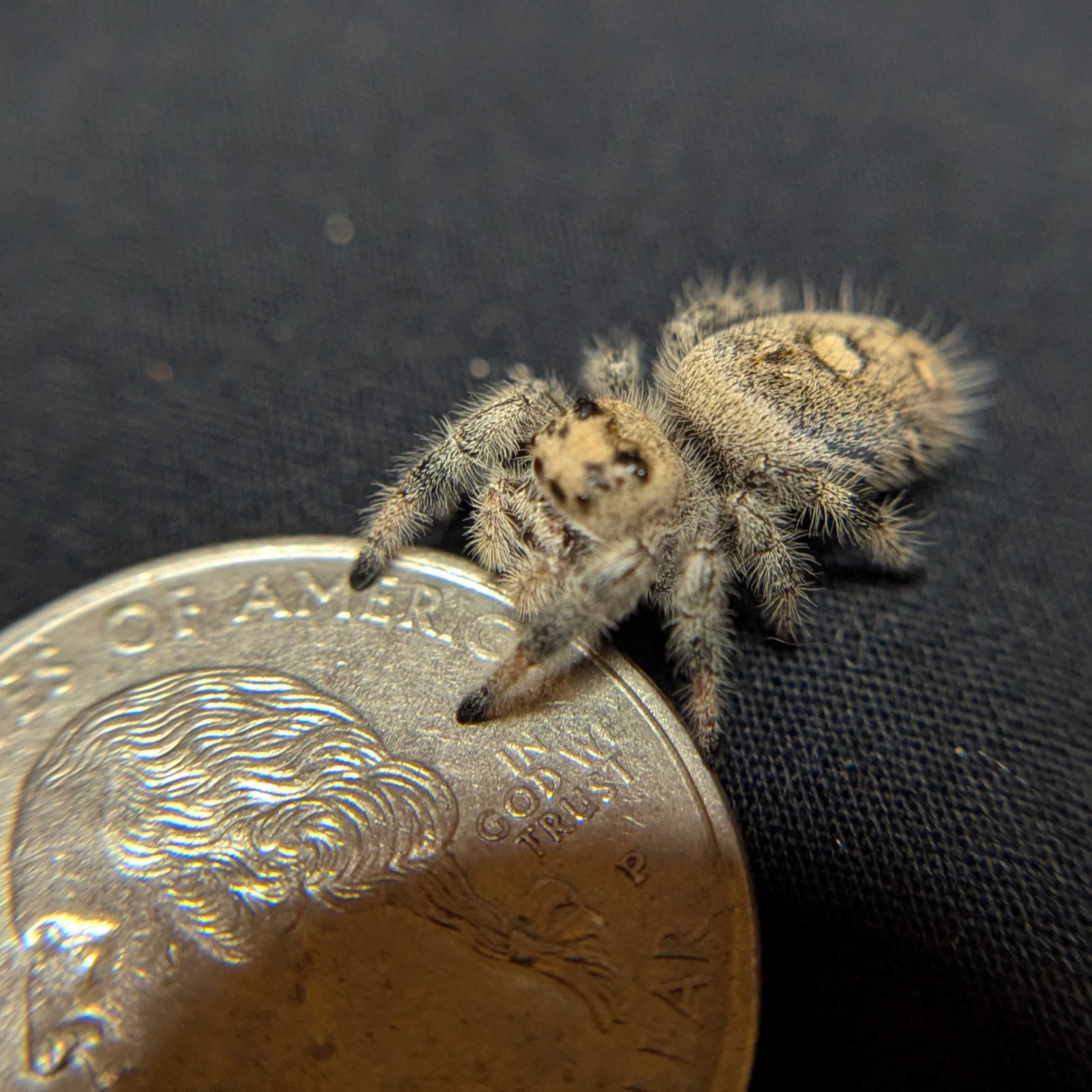 Regal Jumping Spider “Royal Yam”