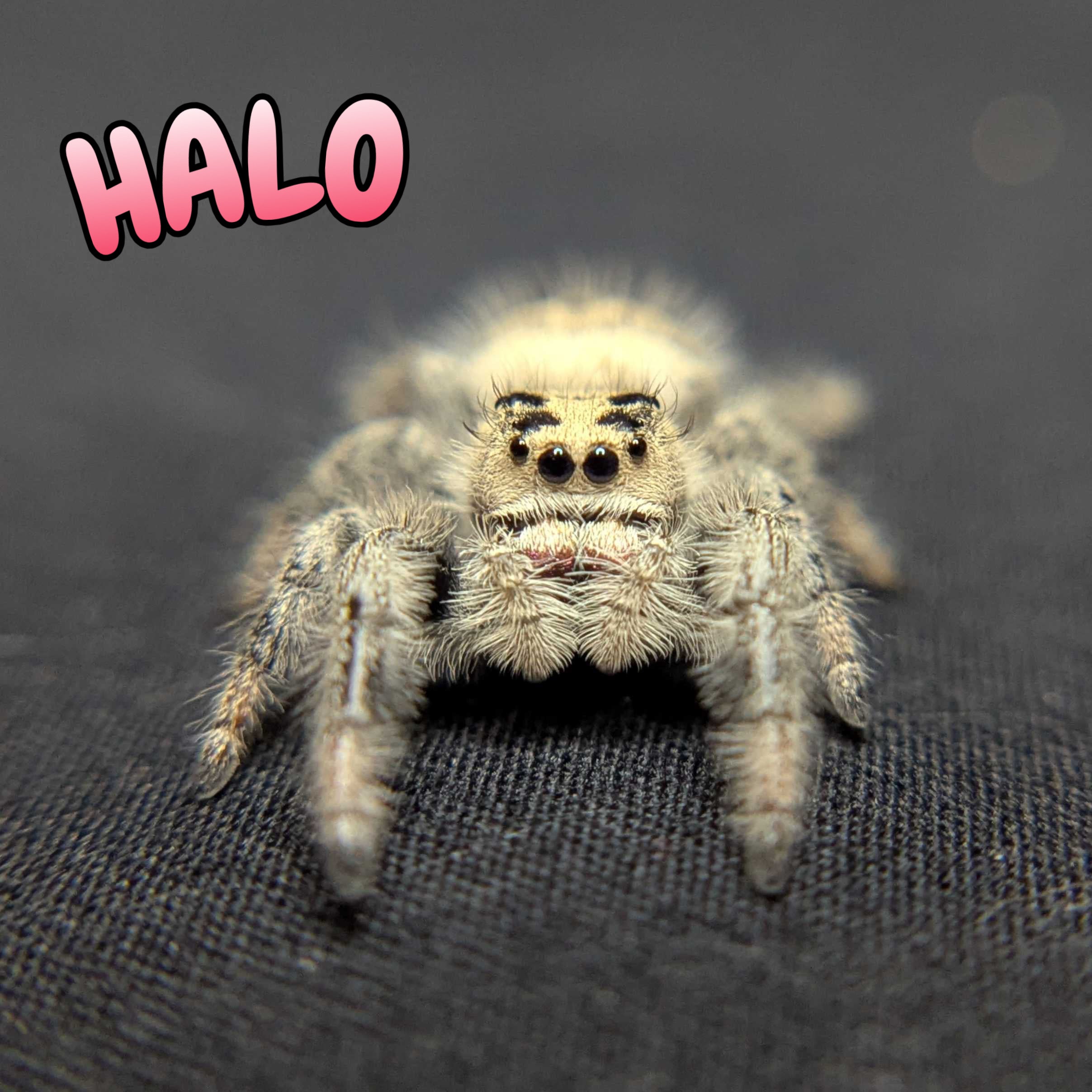 Regal Jumping Spider "Halo"
