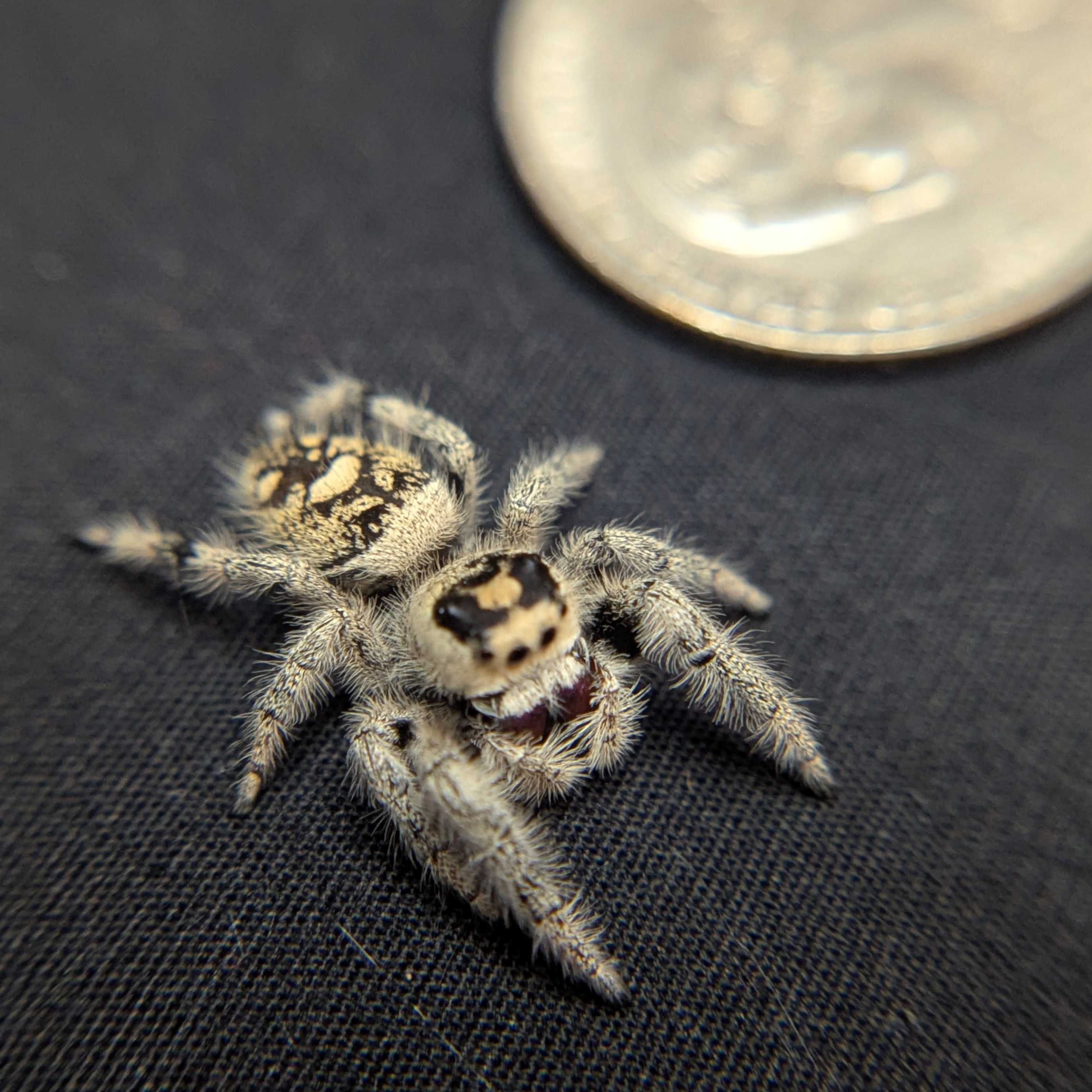 Regal Jumping Spider “Magma”