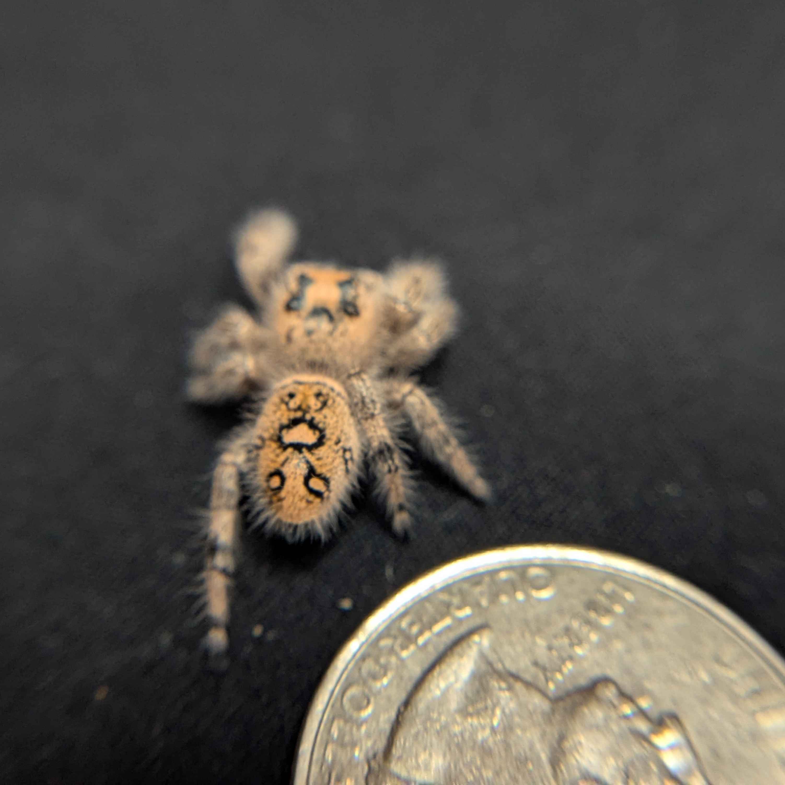 Regal Jumping Spider “Marigold”