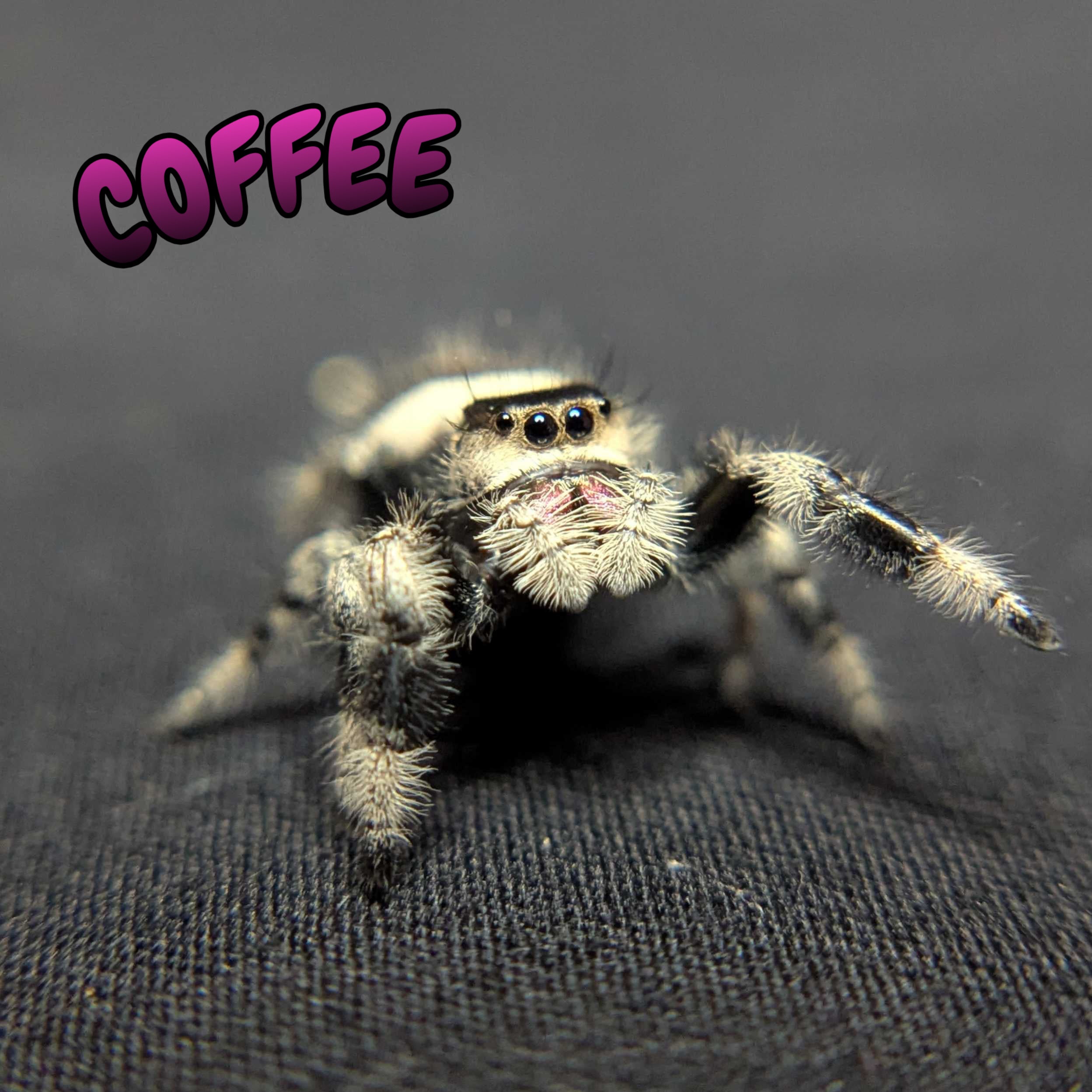 Regal Jumping Spider "Coffee"