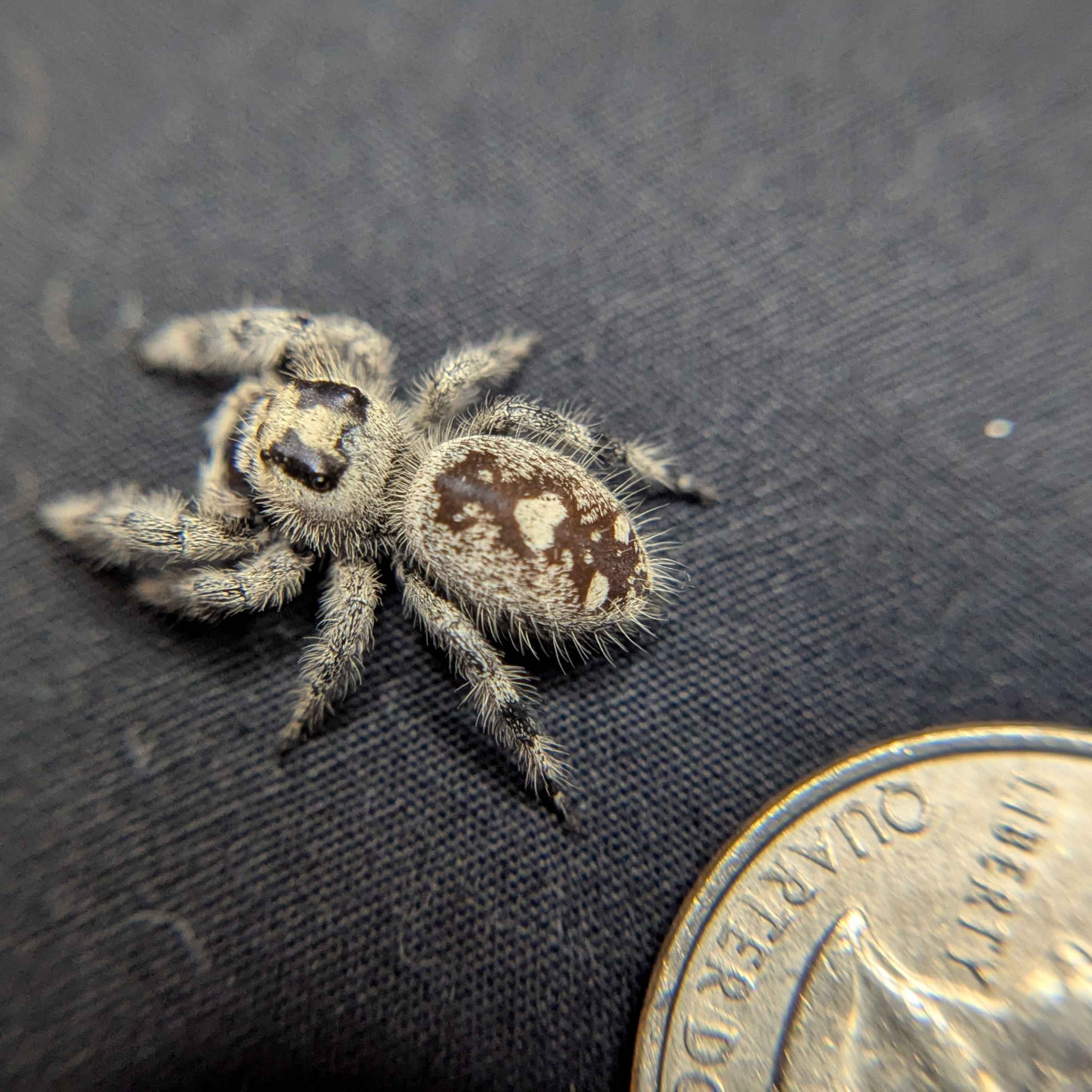 Regal Jumping Spider “Camellia”