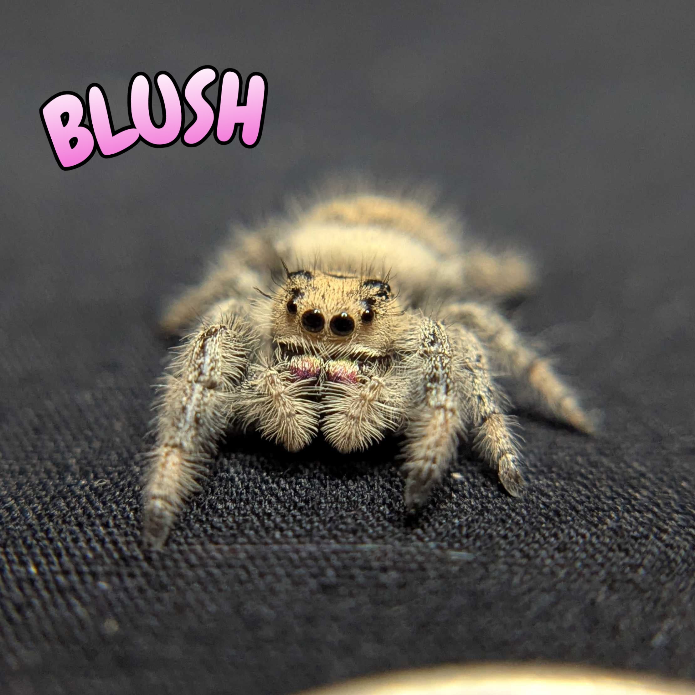 Regal Jumping Spider "Blush"