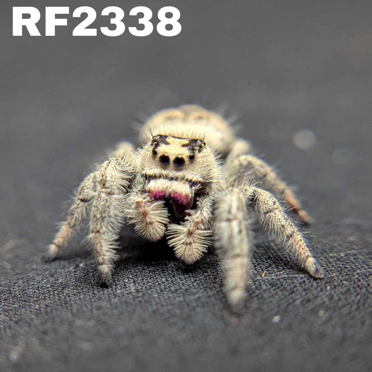 Regal Jumping Spider "Rosie"