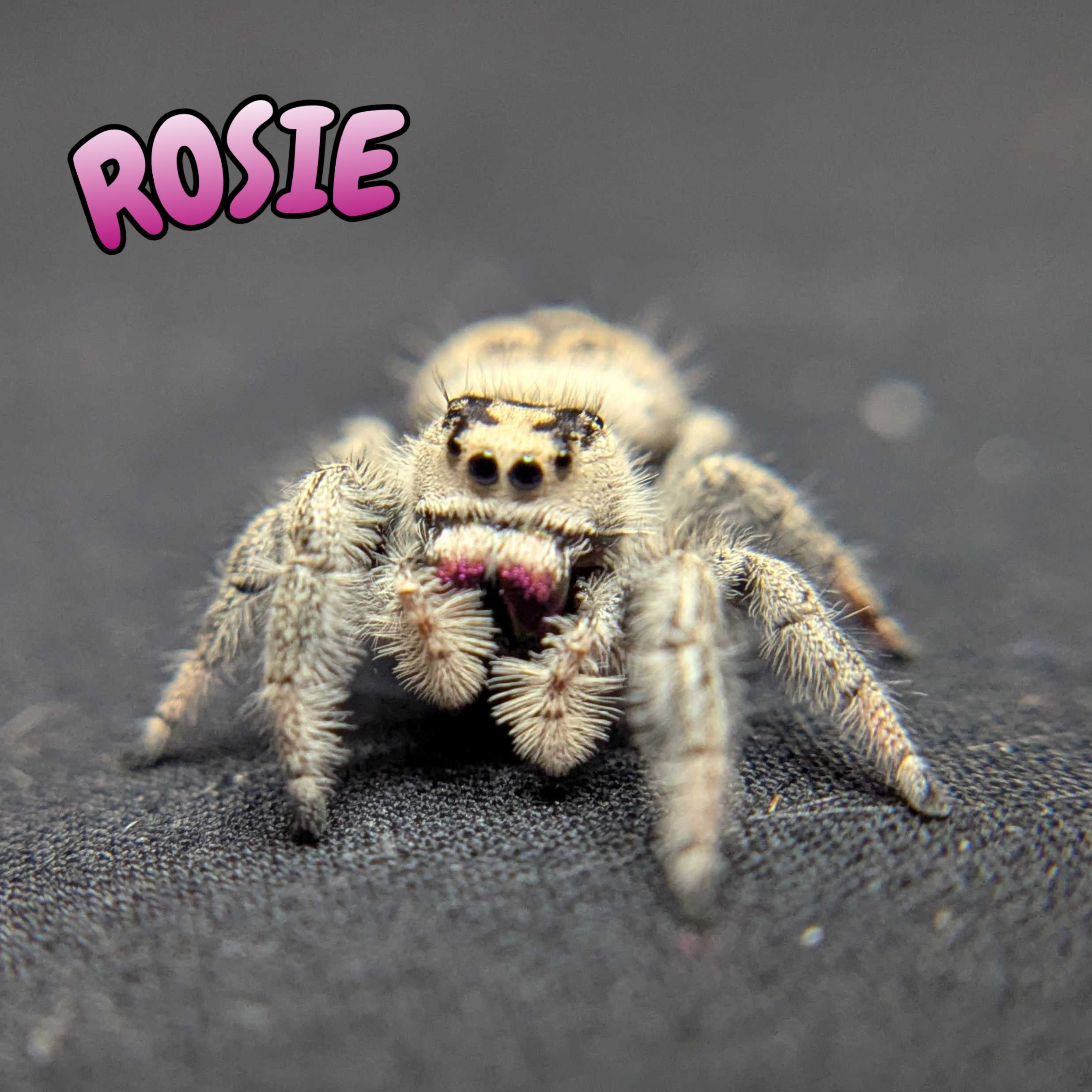 Regal Jumping Spider "Rosie"