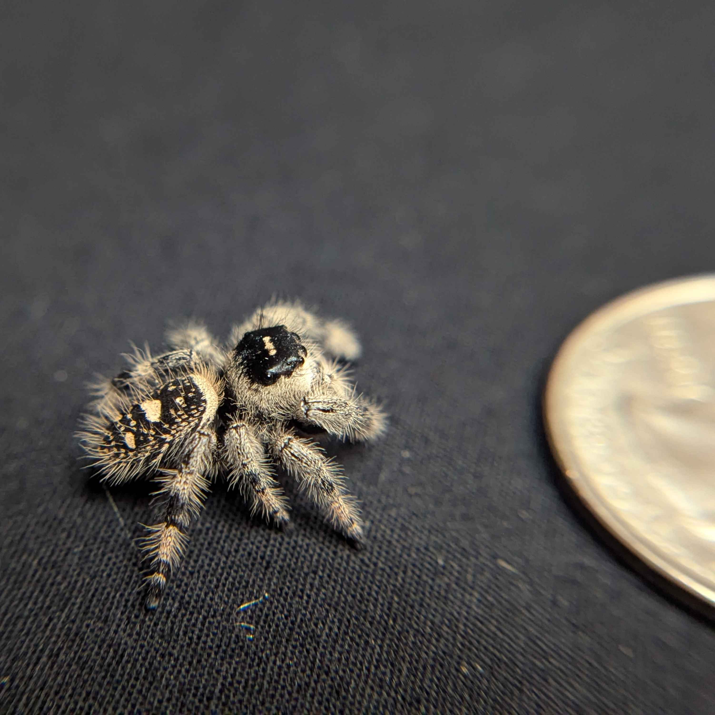 Regal Jumping Spider "Jasmine"