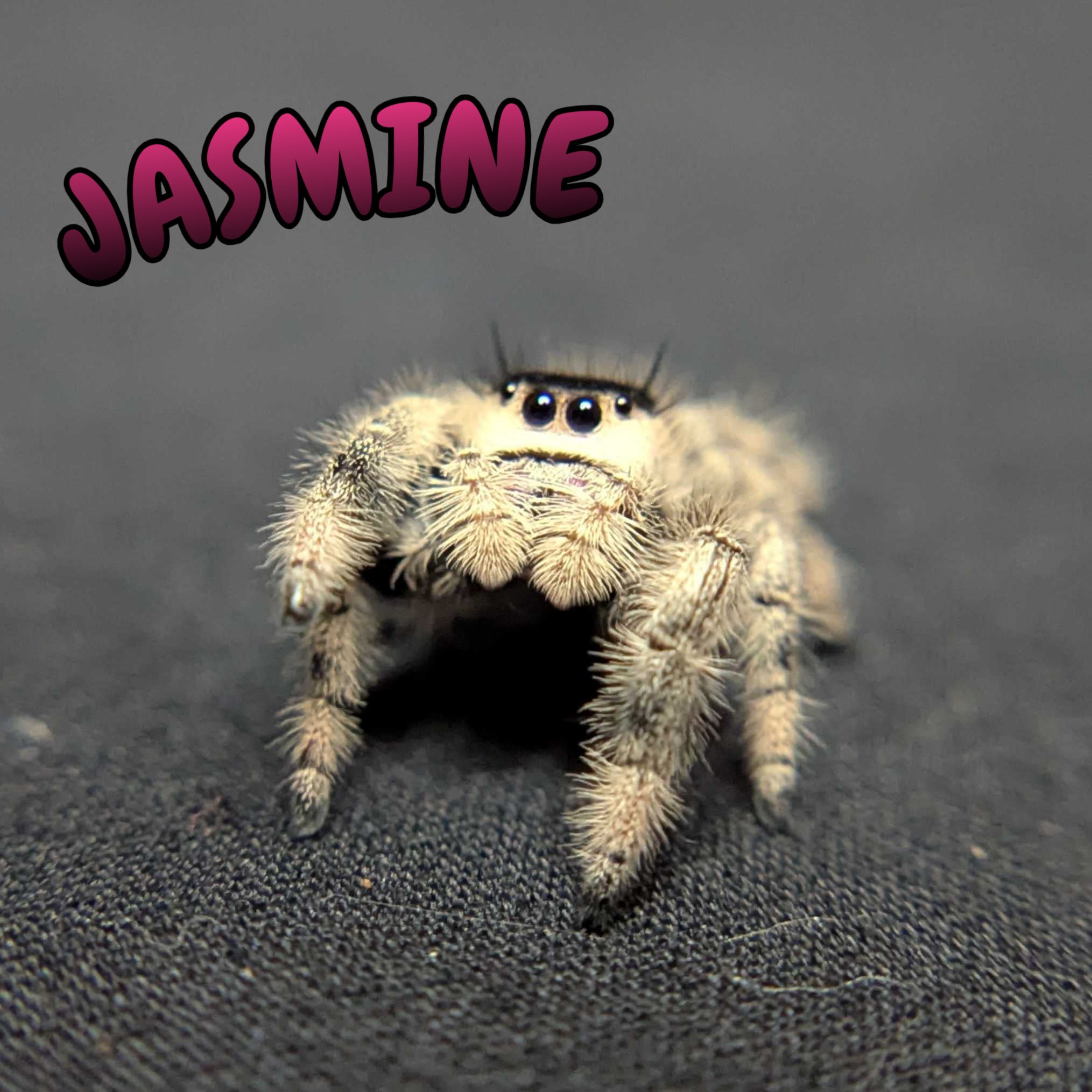 Regal Jumping Spider "Jasmine"