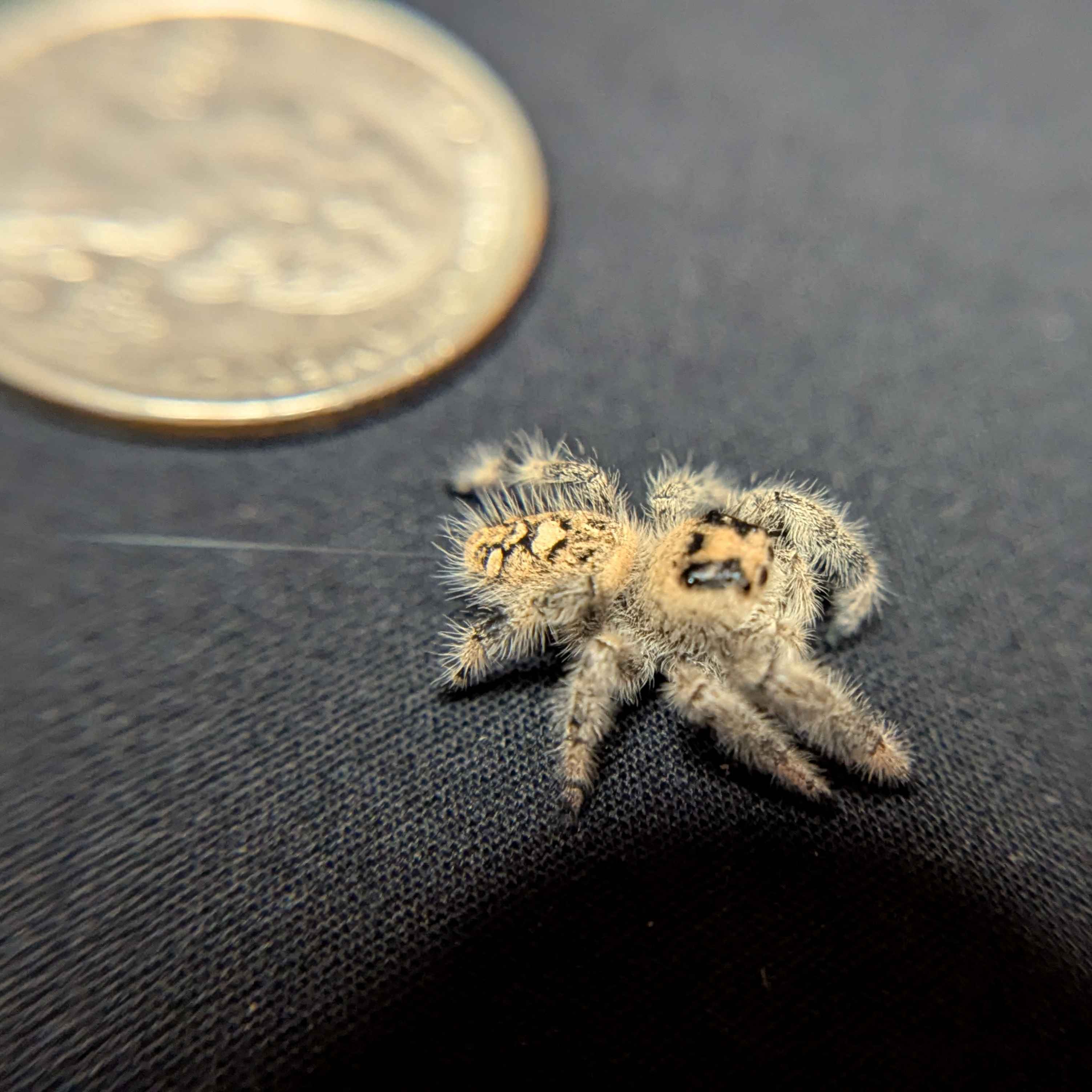 Regal Jumping Spider "Lucy”
