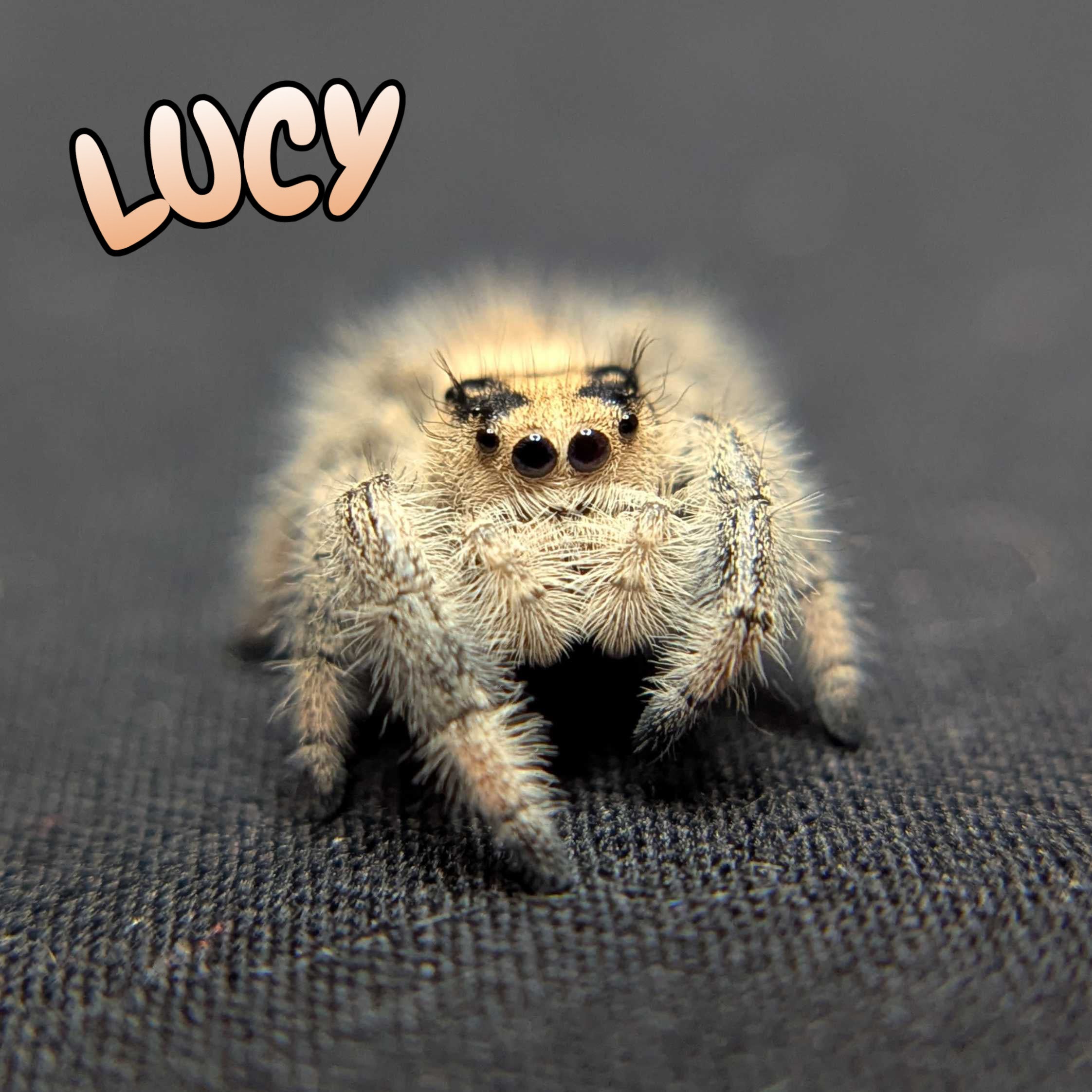 Regal Jumping Spider "Lucy”