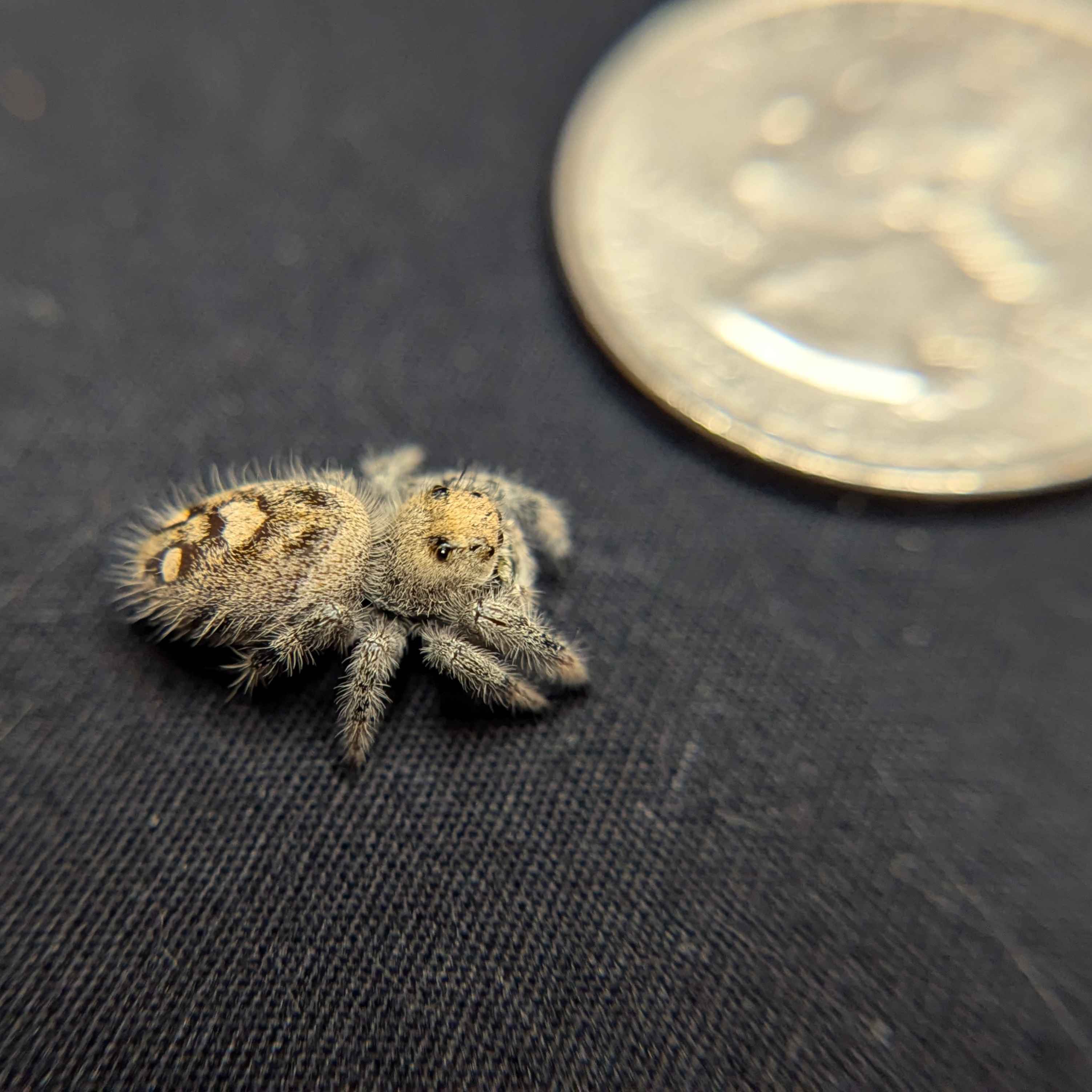 Regal Jumping Spider "Baguette"