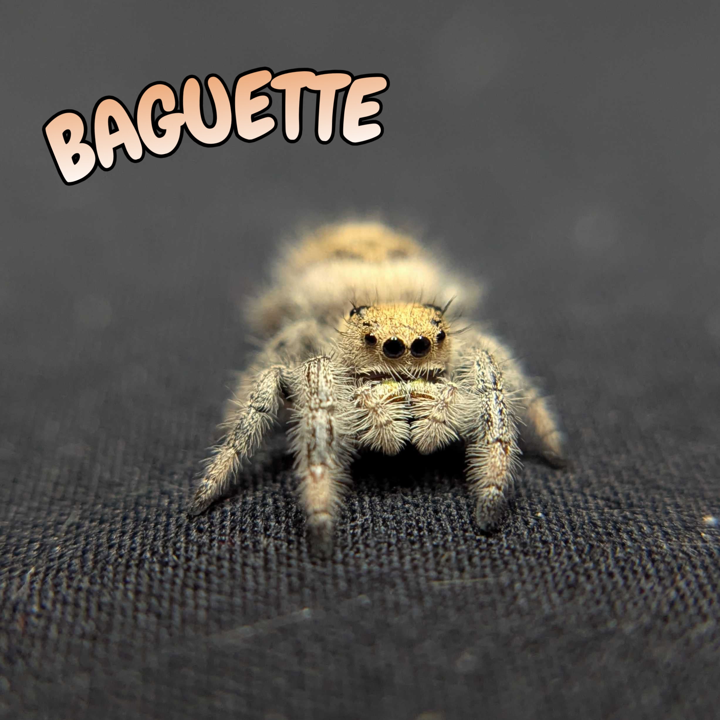 Regal Jumping Spider "Baguette"