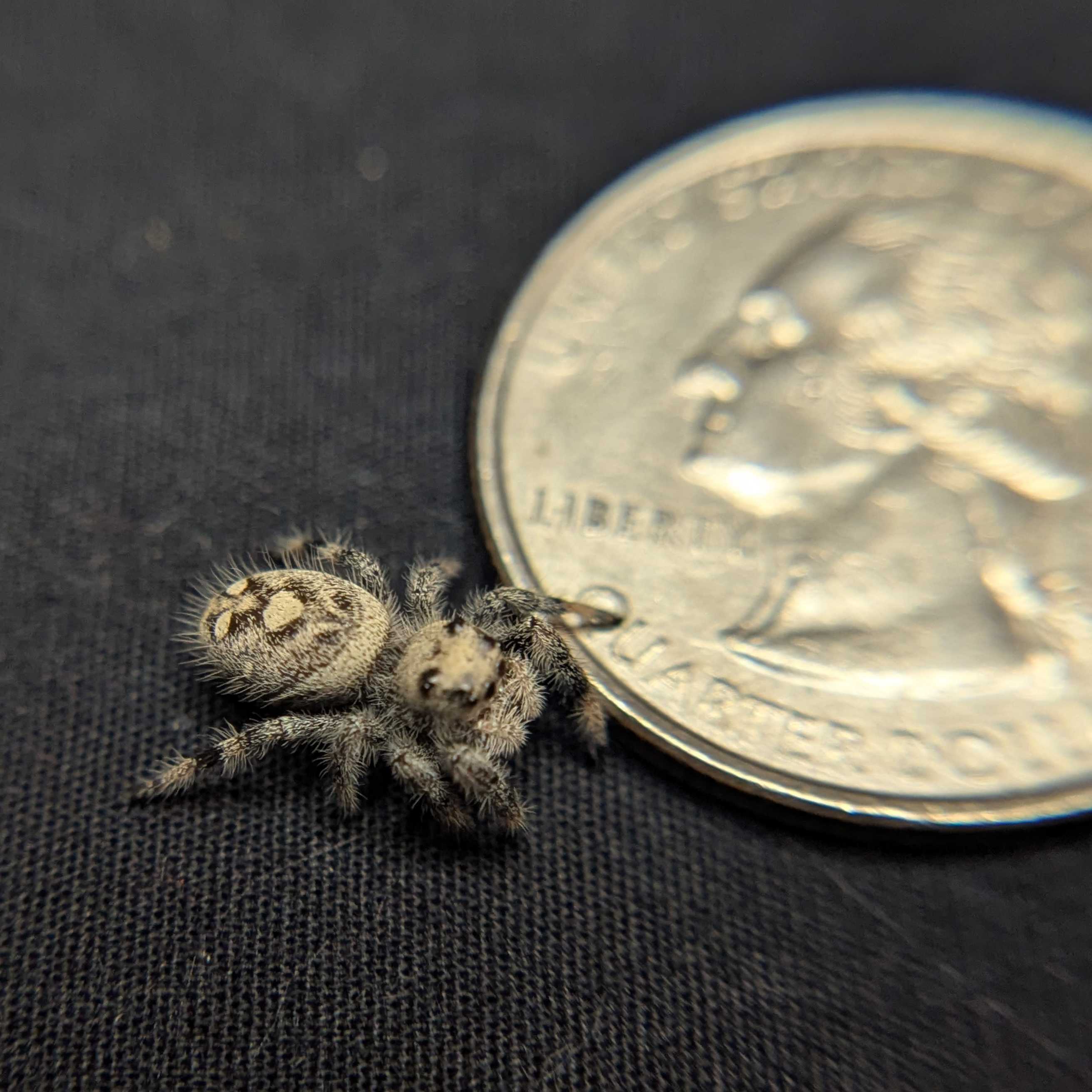 Regal Jumping Spider “Sienna”