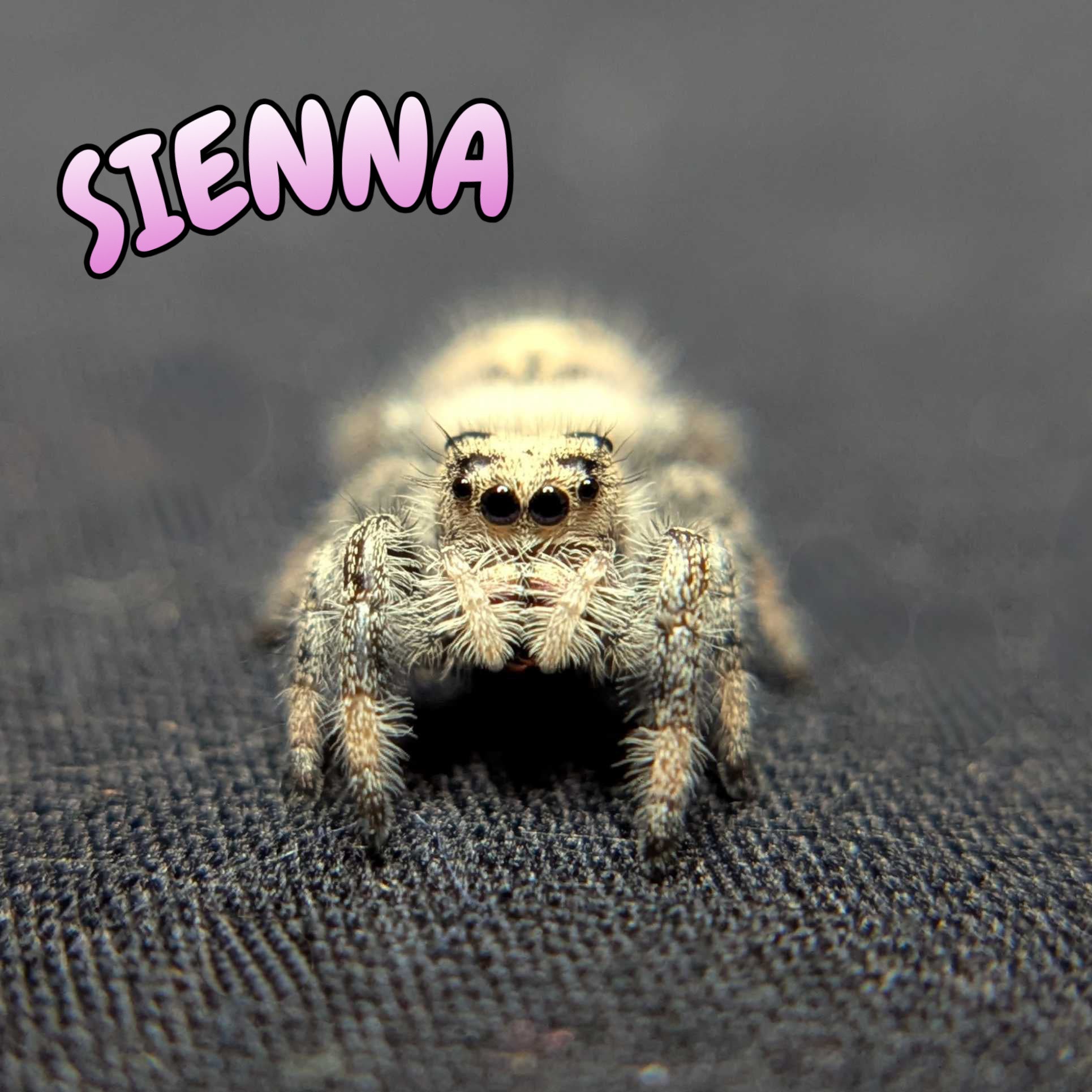 Regal Jumping Spider “Sienna”
