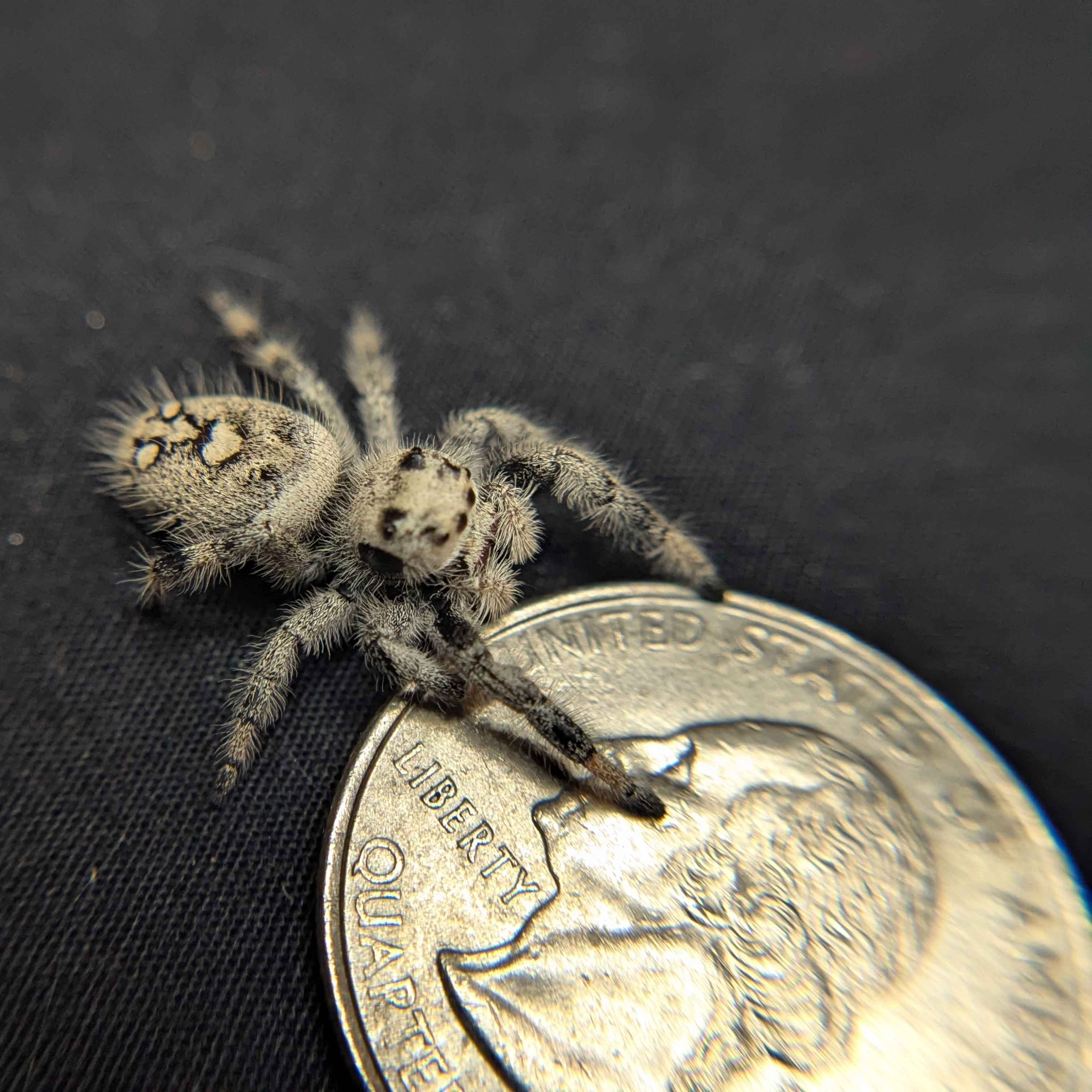 Regal Jumping Spider "Jam"
