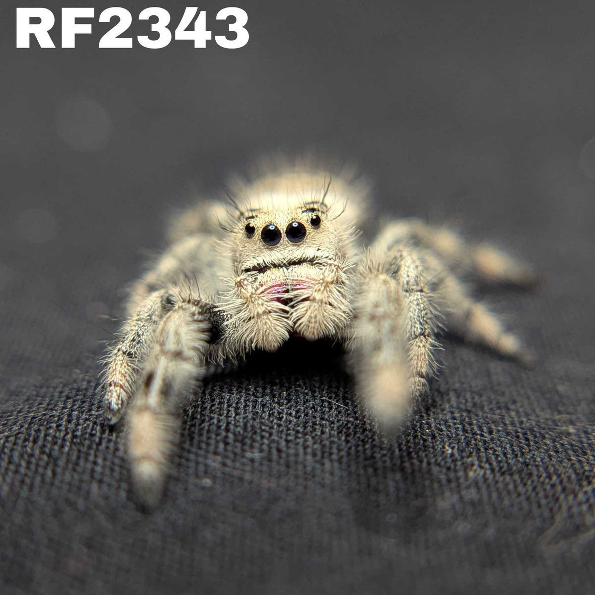 Regal Jumping Spider "Jam"
