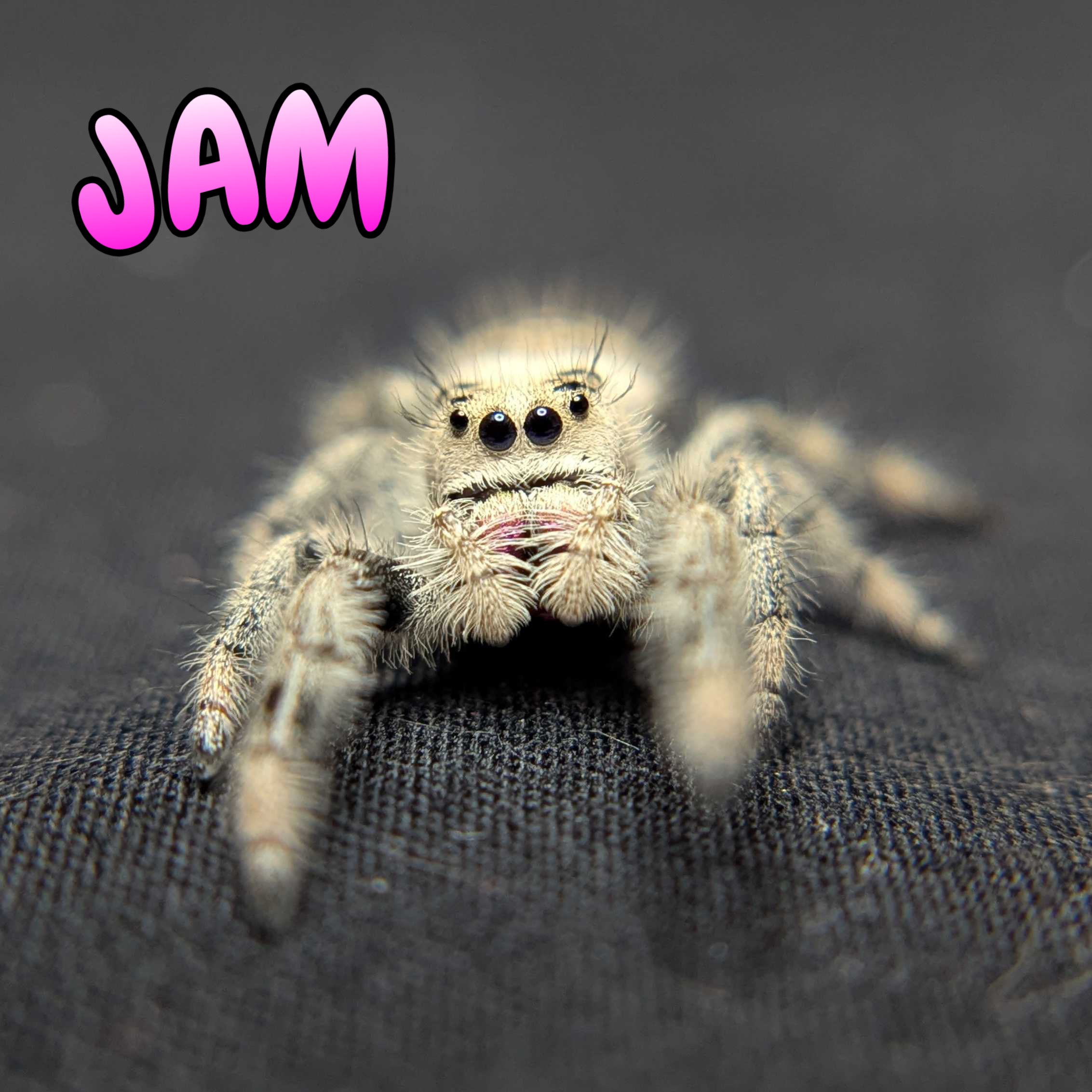 Regal Jumping Spider "Jam"