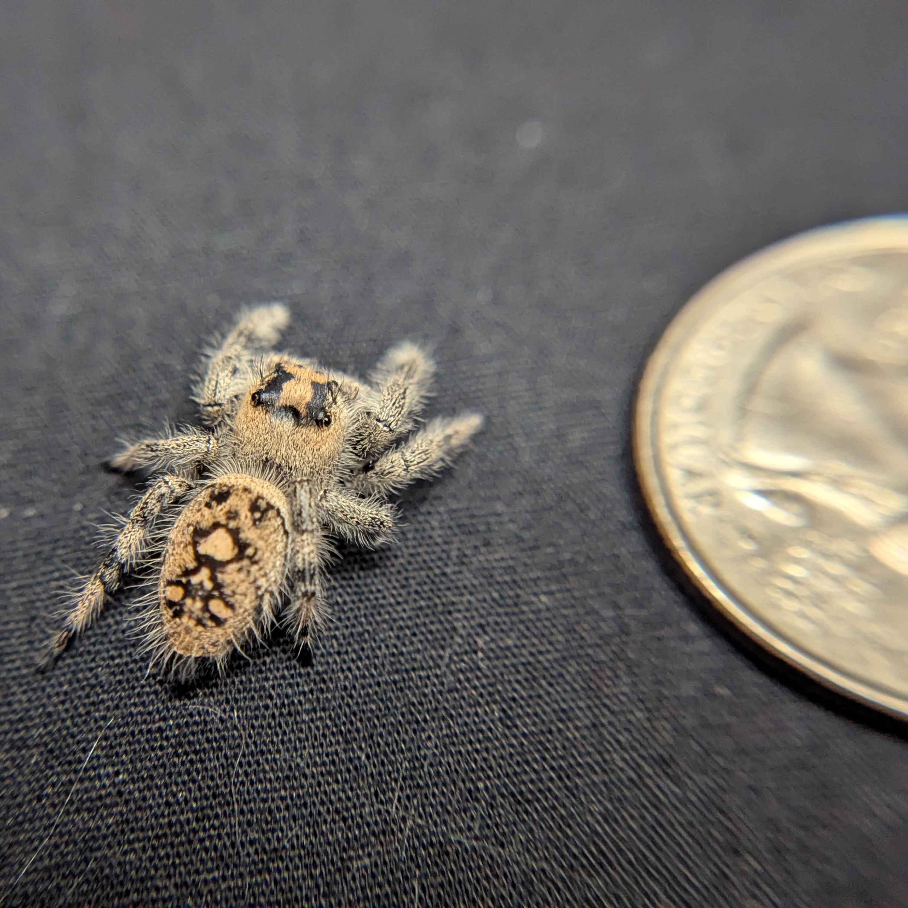 Regal Jumping Spider "Bubbles"