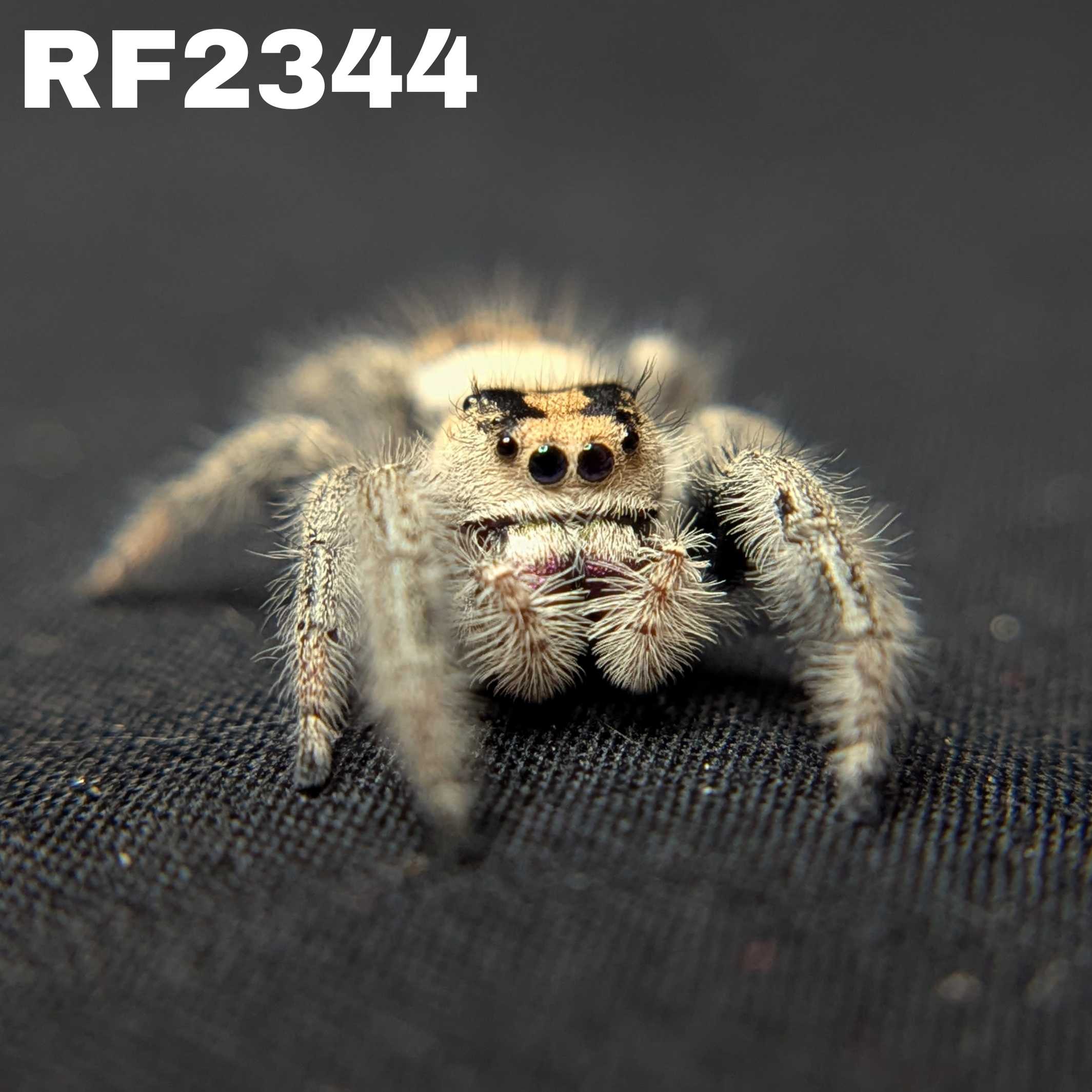 Regal Jumping Spider "Bubbles"