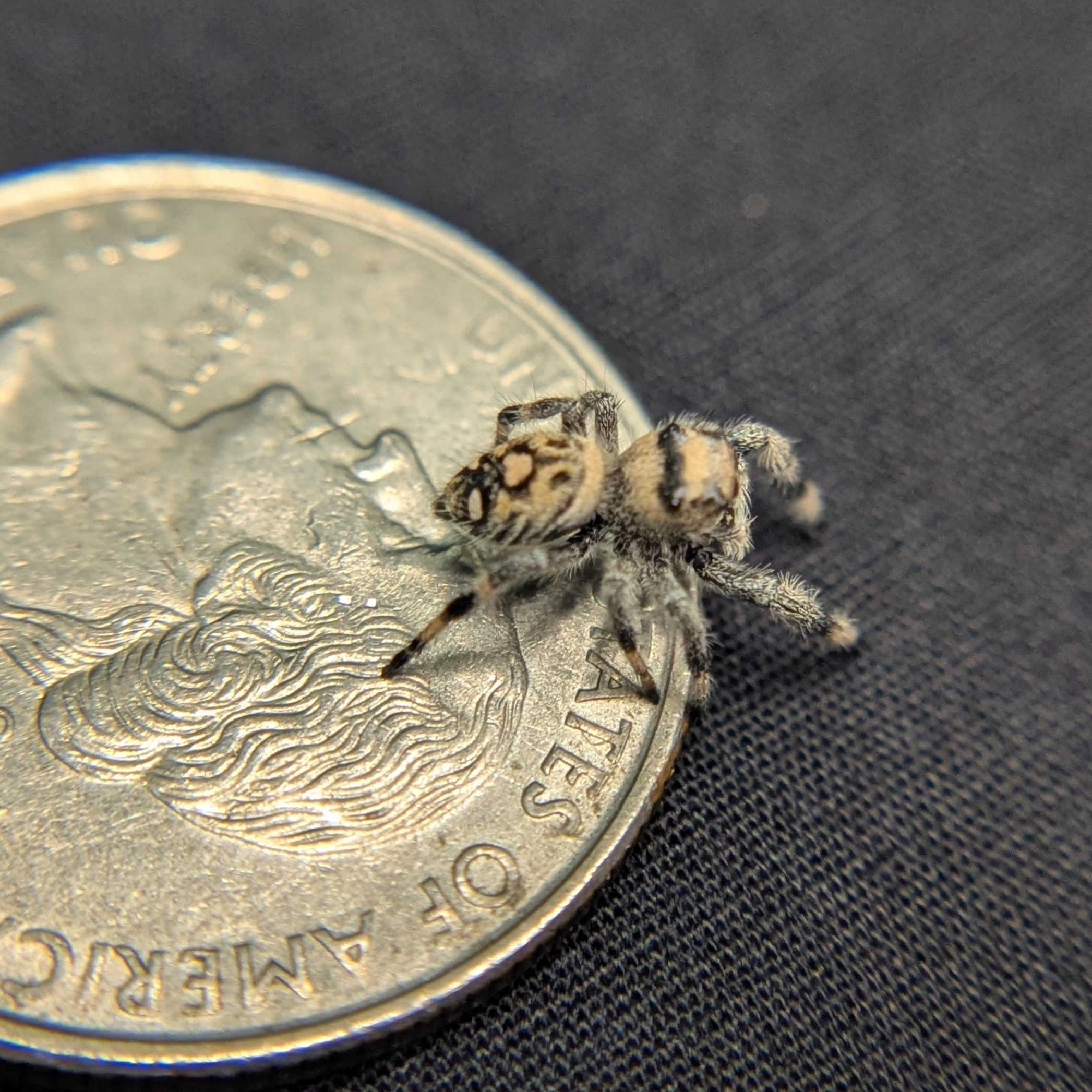 Regal Jumping Spider "Cutiepie"