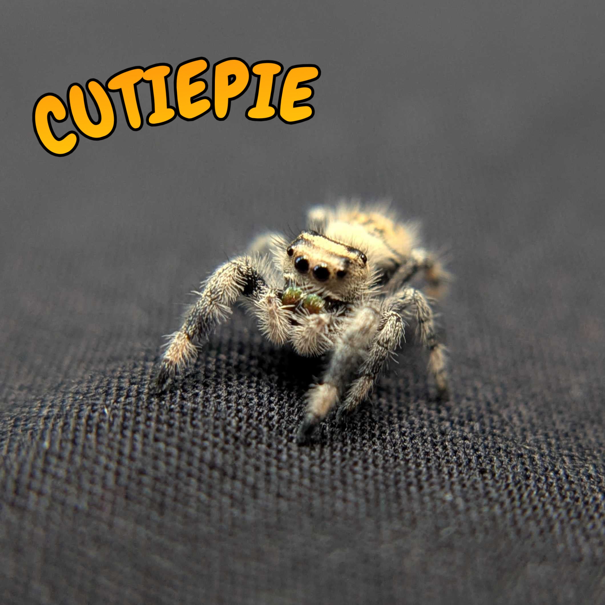 Regal Jumping Spider "Cutiepie"