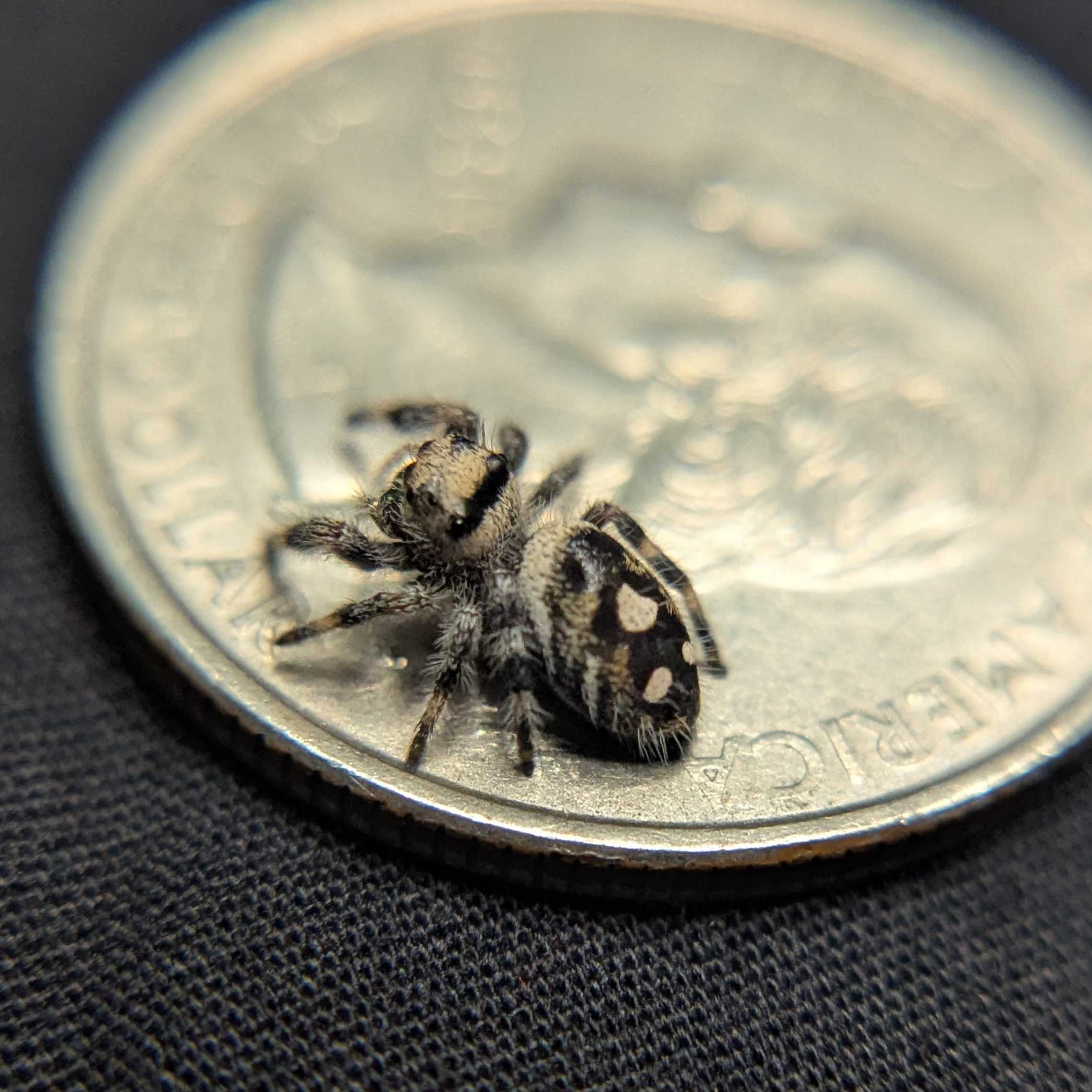 Regal Jumping Spider "Oatmeal"