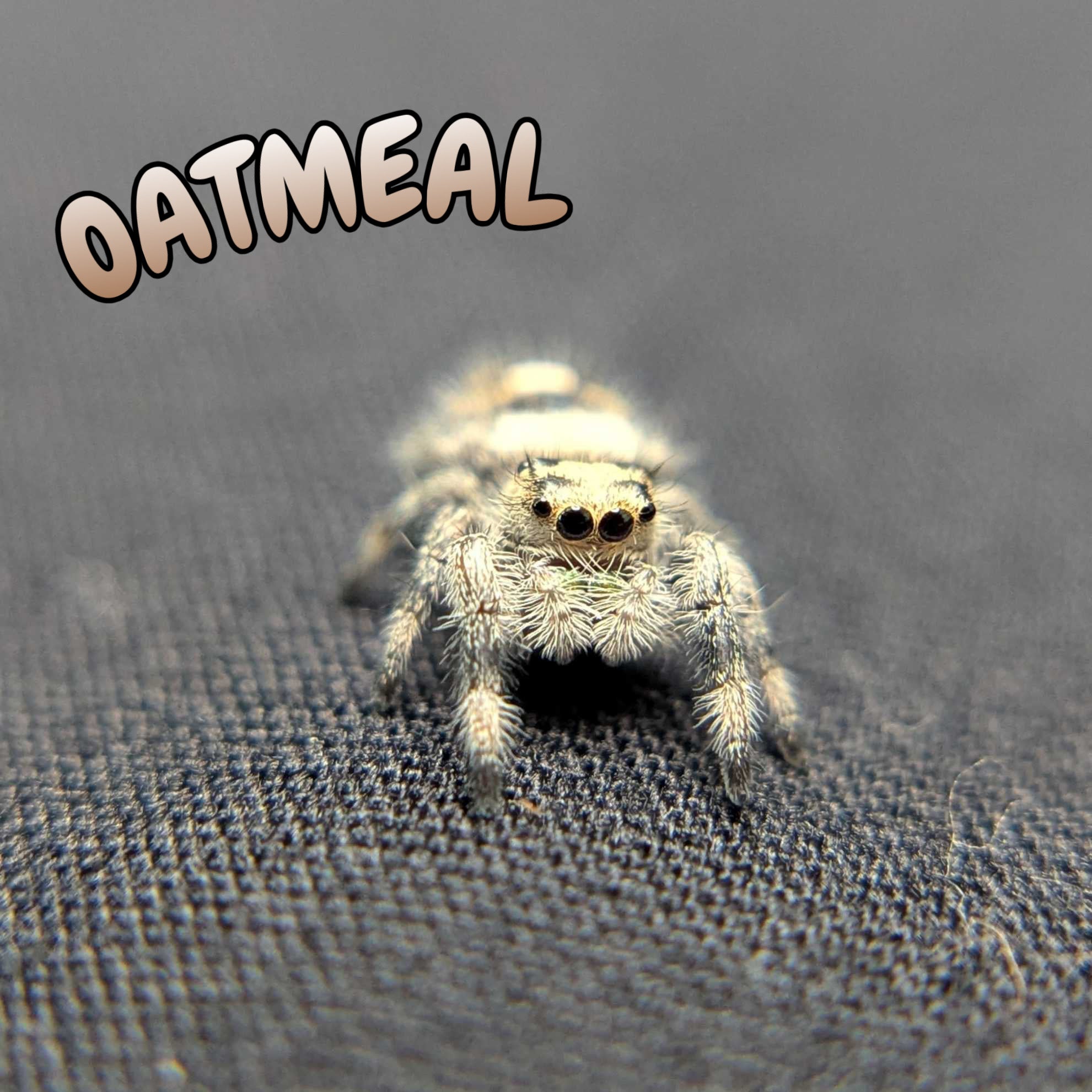 Regal Jumping Spider "Oatmeal"