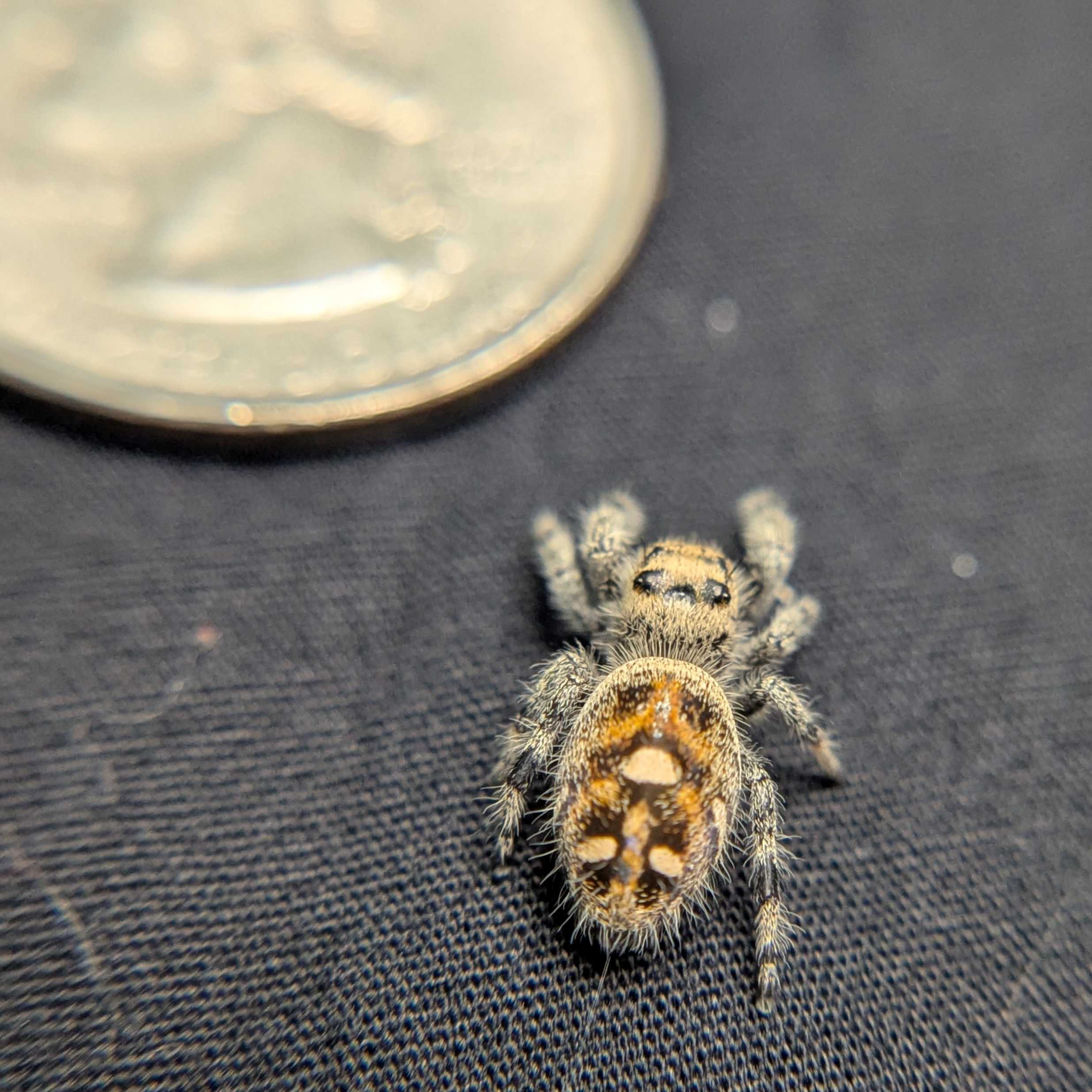 Regal Jumping Spider "Honey"