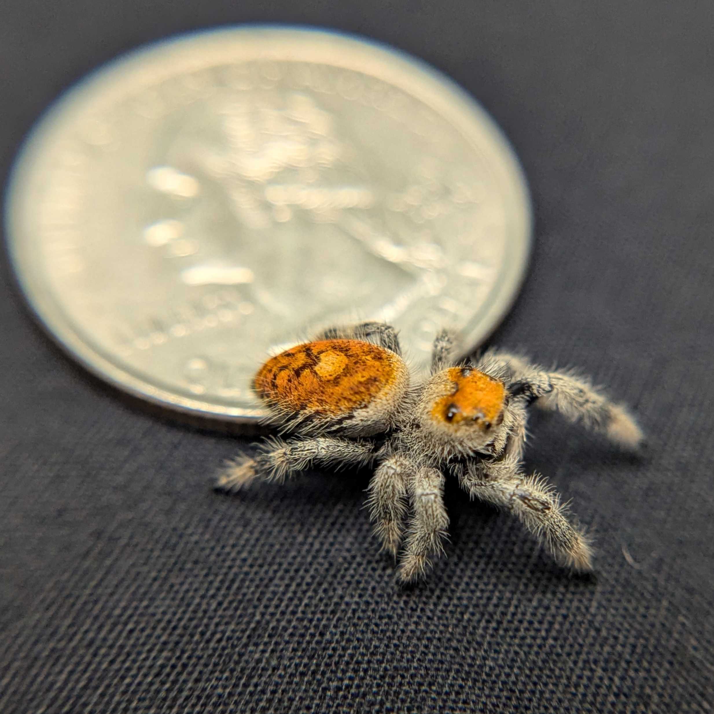 Regal Jumping Spider "Fireball"
