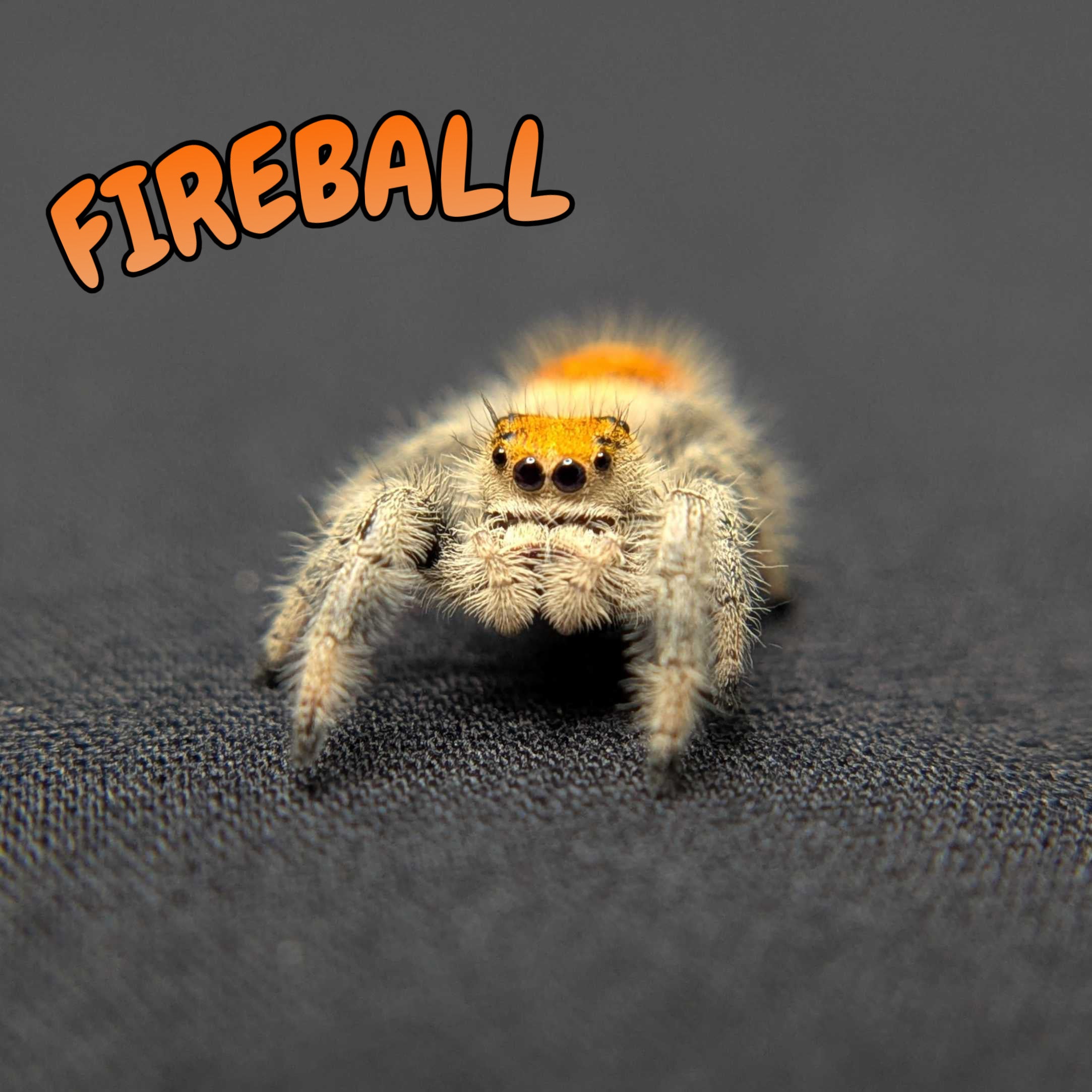 Regal Jumping Spider "Fireball"