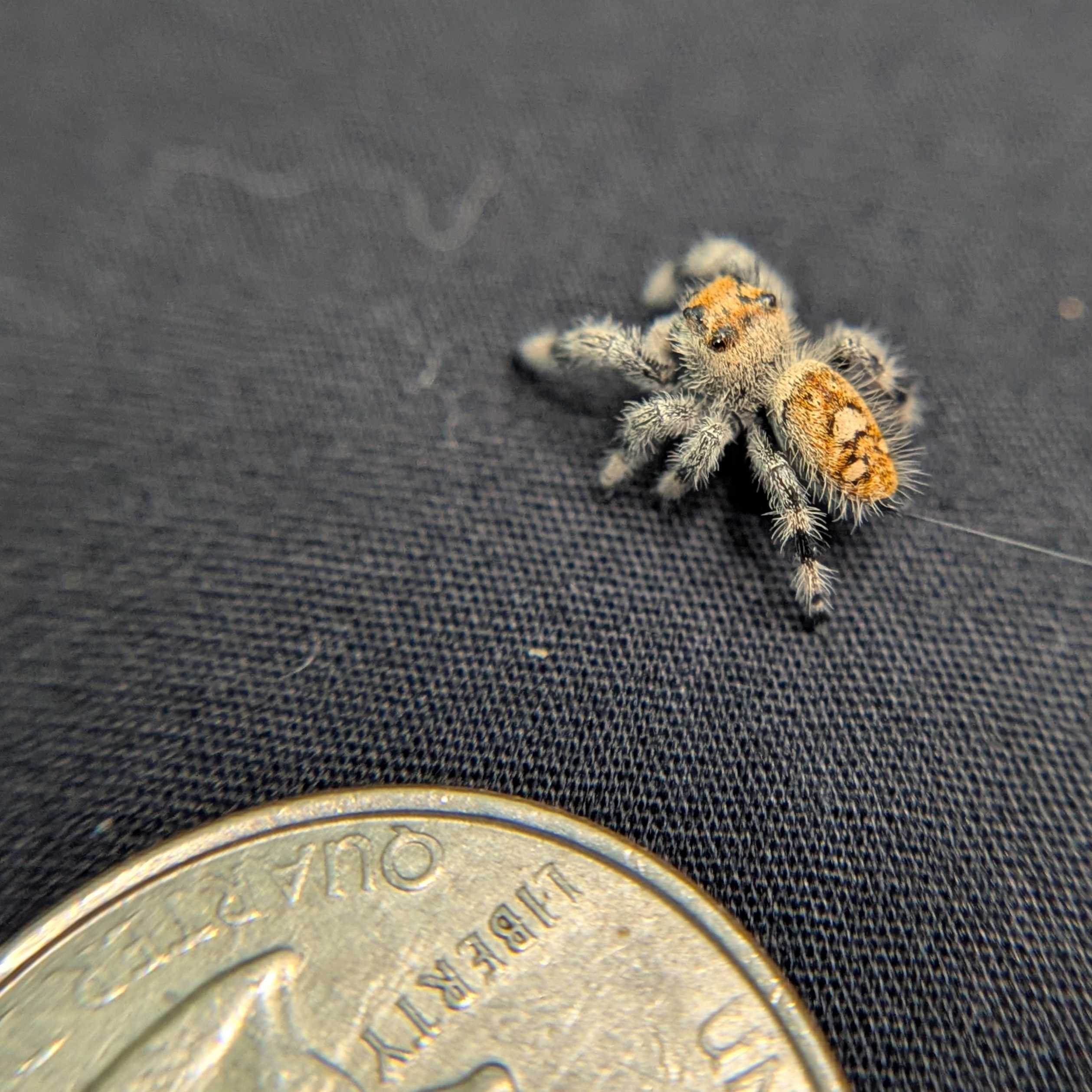 Regal Jumping Spider "Sunset"