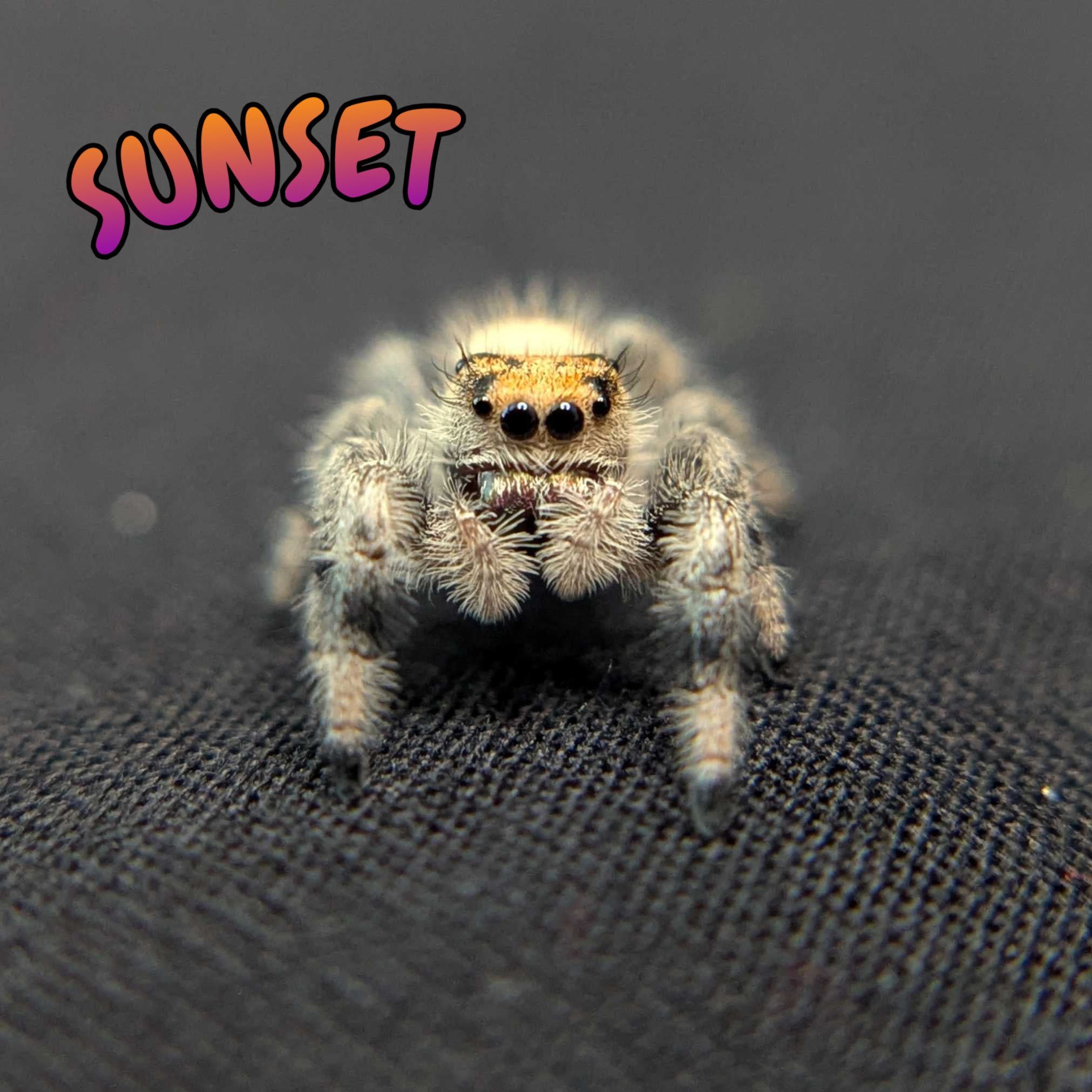 Regal Jumping Spider "Sunset"