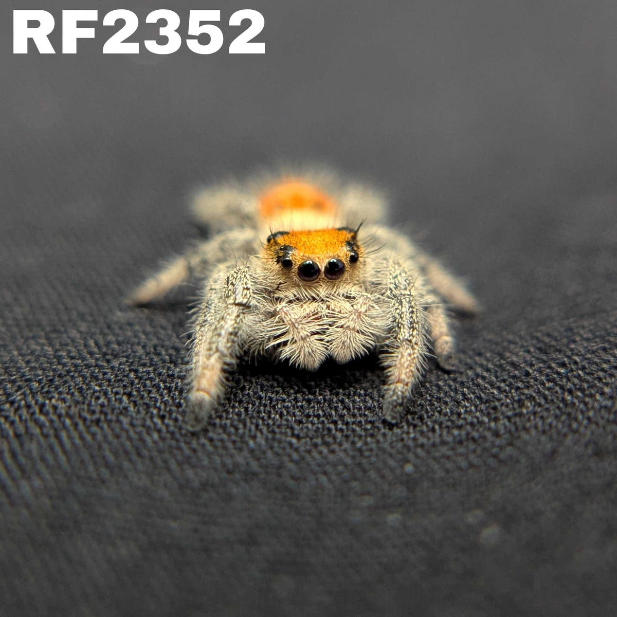 Regal Jumping Spider “Bonfire”