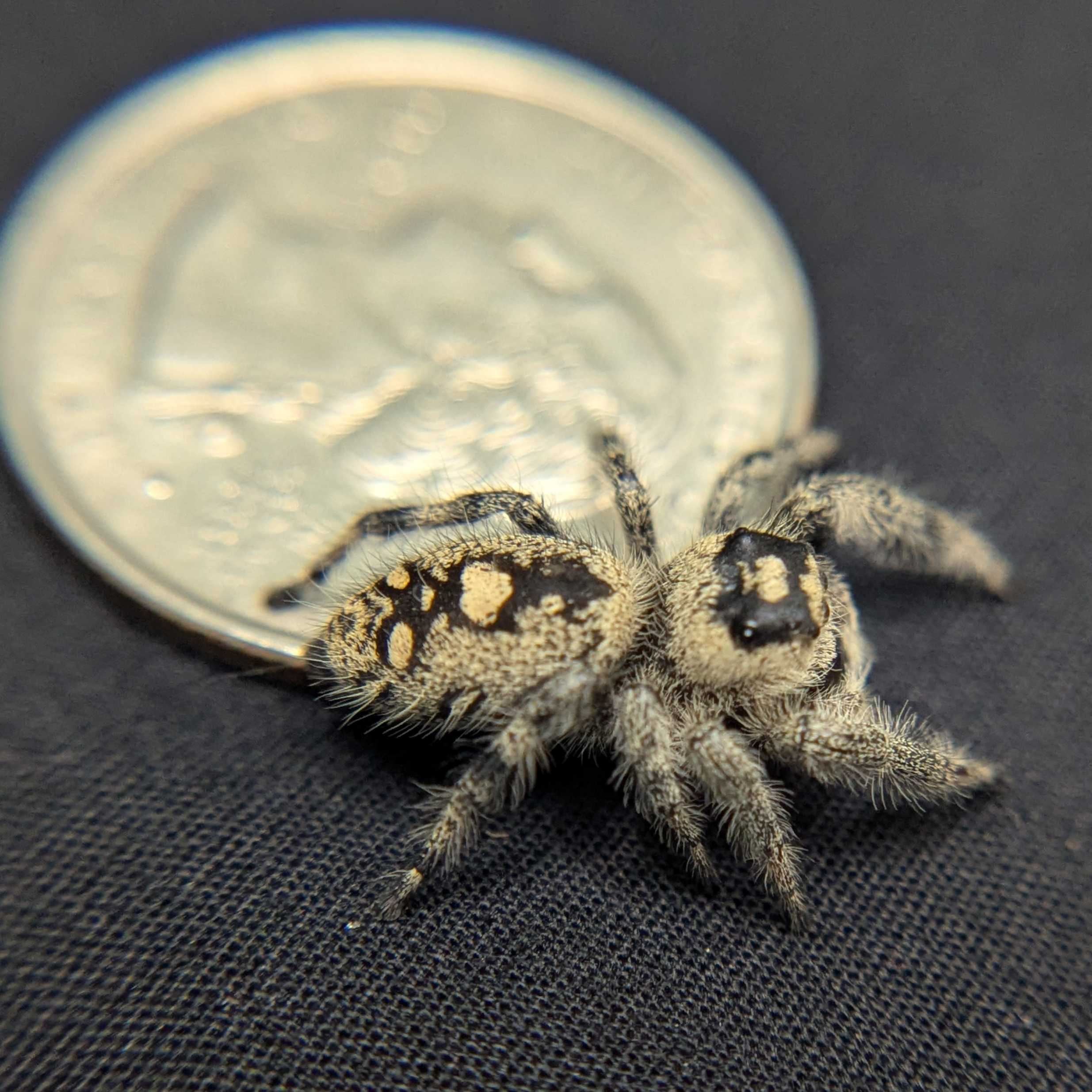 Regal Jumping Spider "Wine"