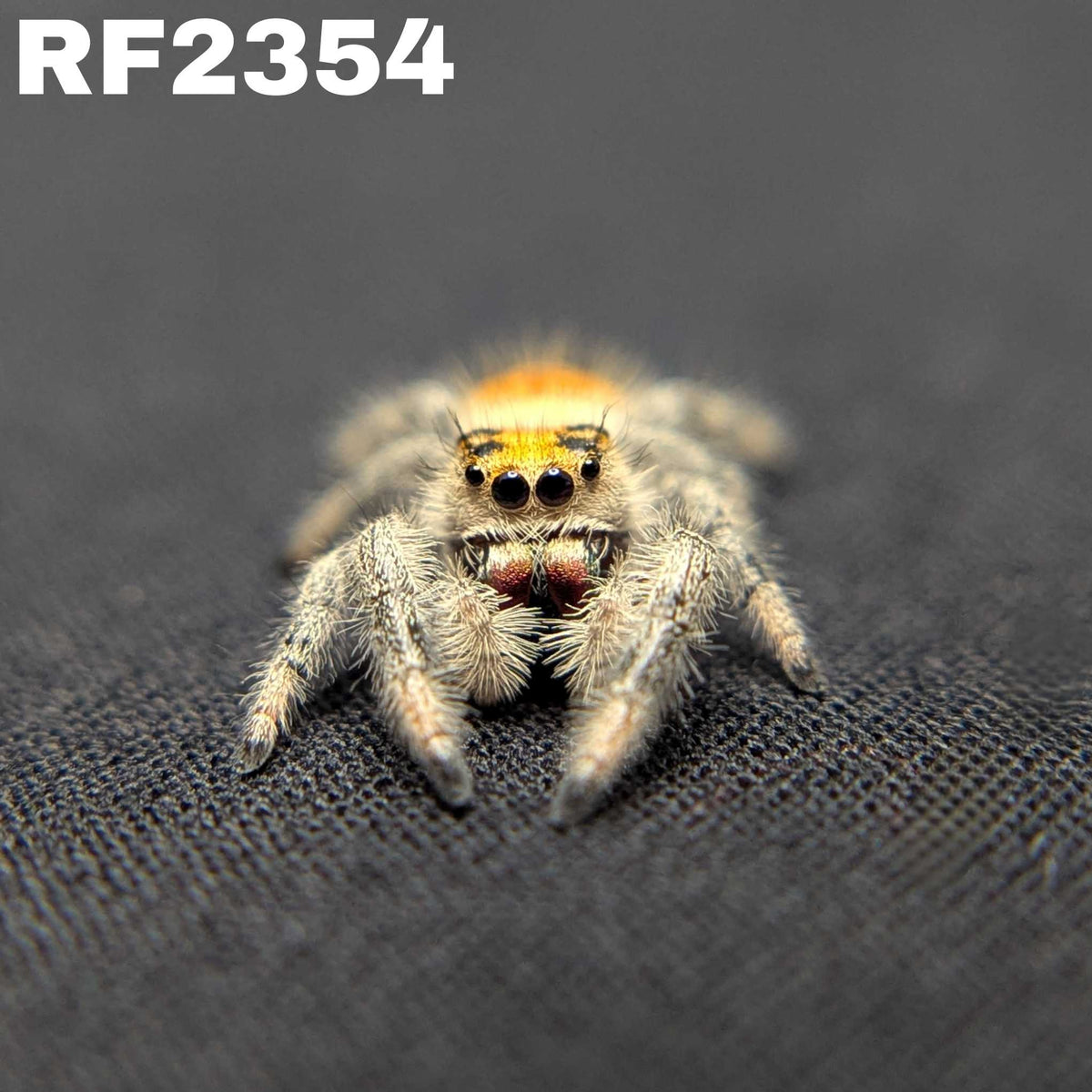 Regal Jumping Spider "Yam"
