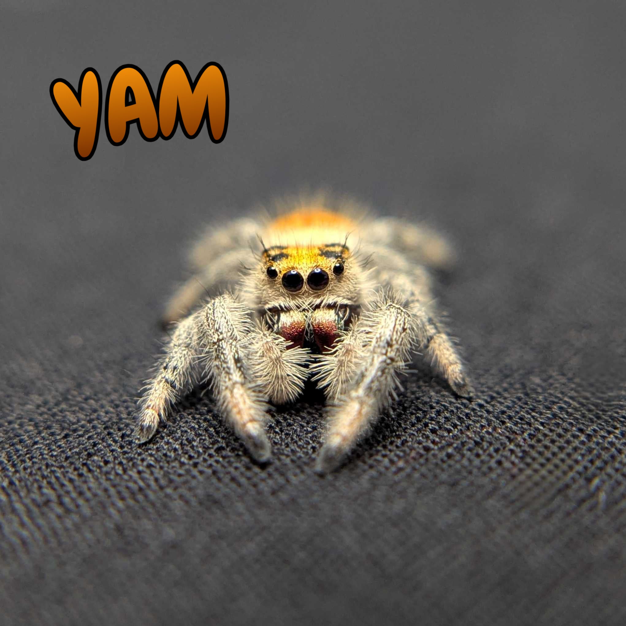 Regal Jumping Spider "Yam"